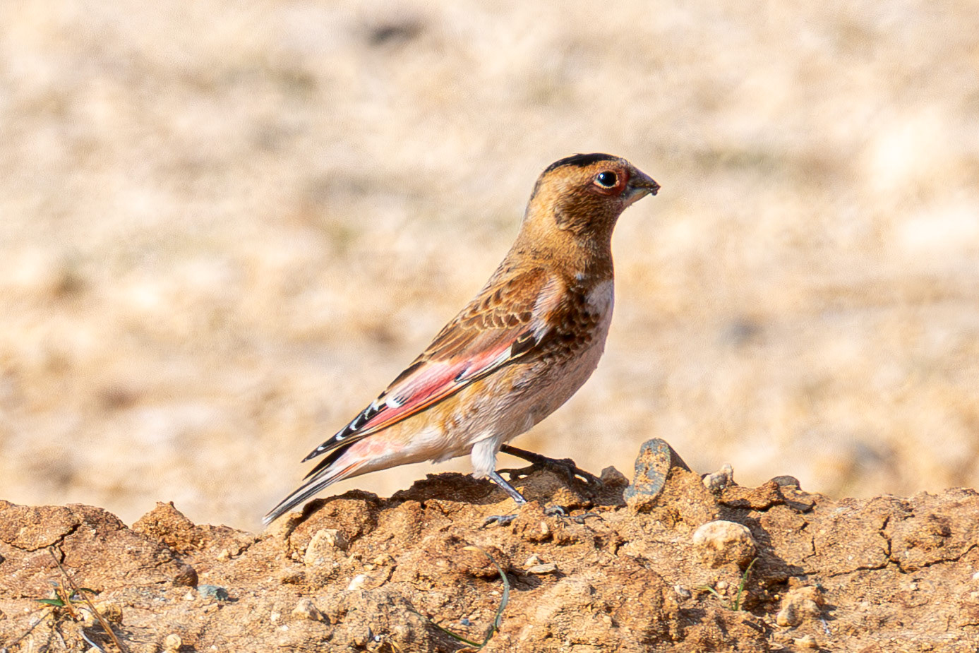 Eurasiam Criimson-winged Finch