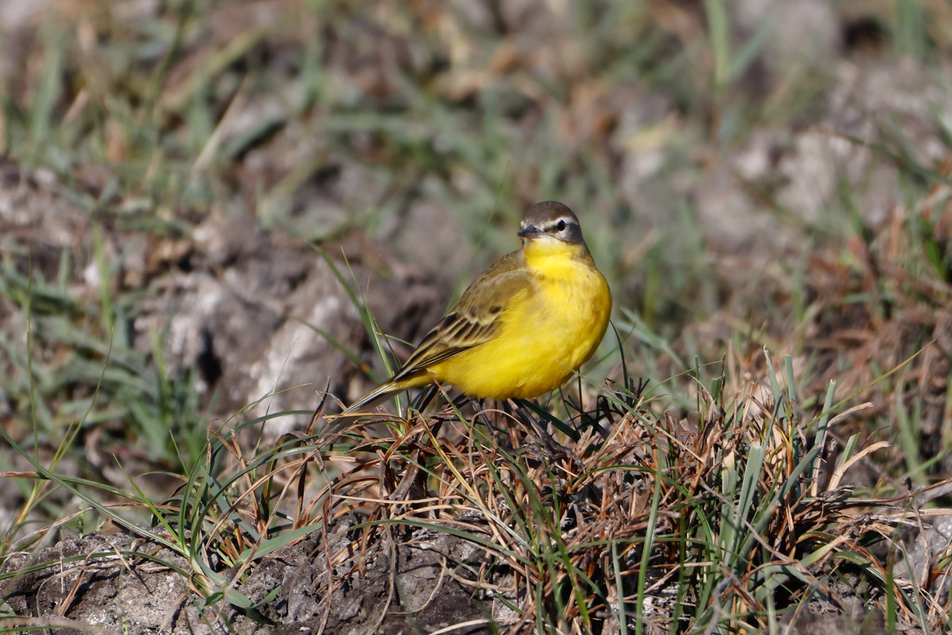 Blue Headed Yellow Wagtail