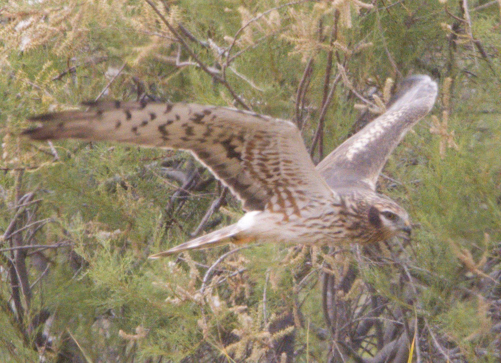 Montagu's Harrier