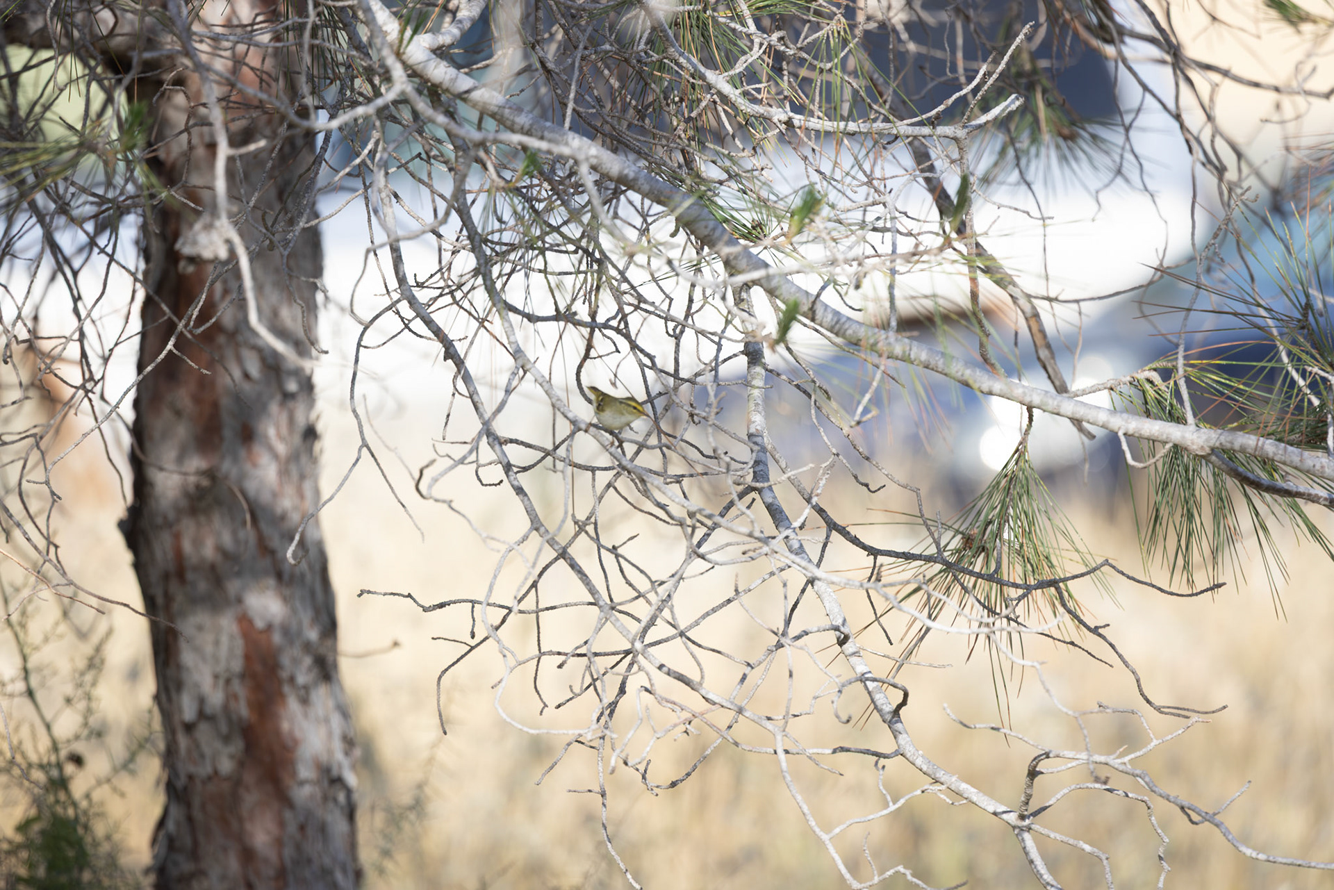 Pallas's Warbler