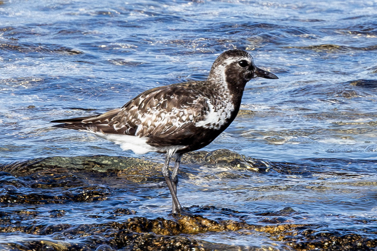 Grey Plover