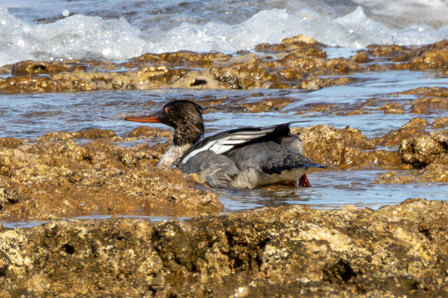Red-breasted Merganser