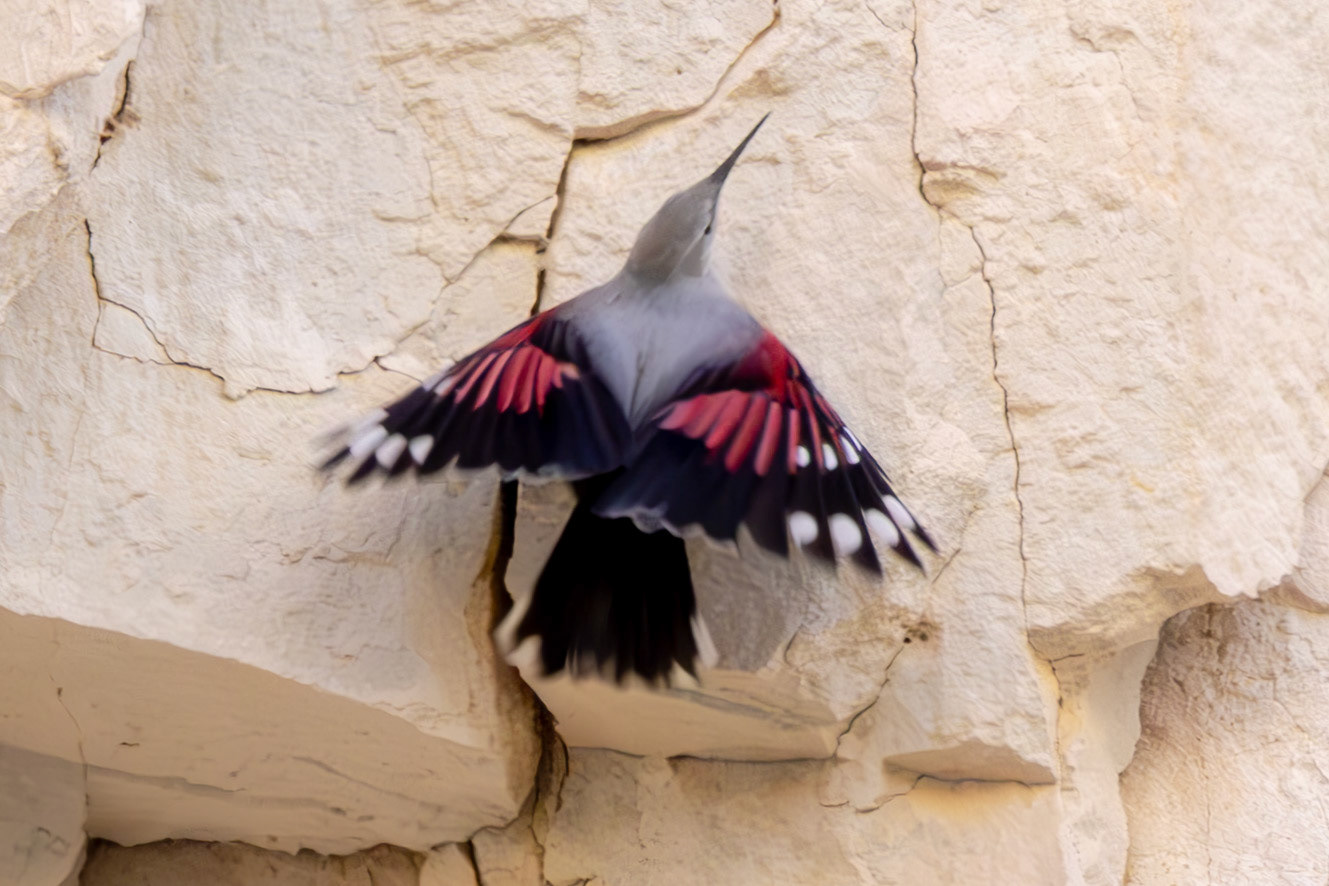 Wallcreeper