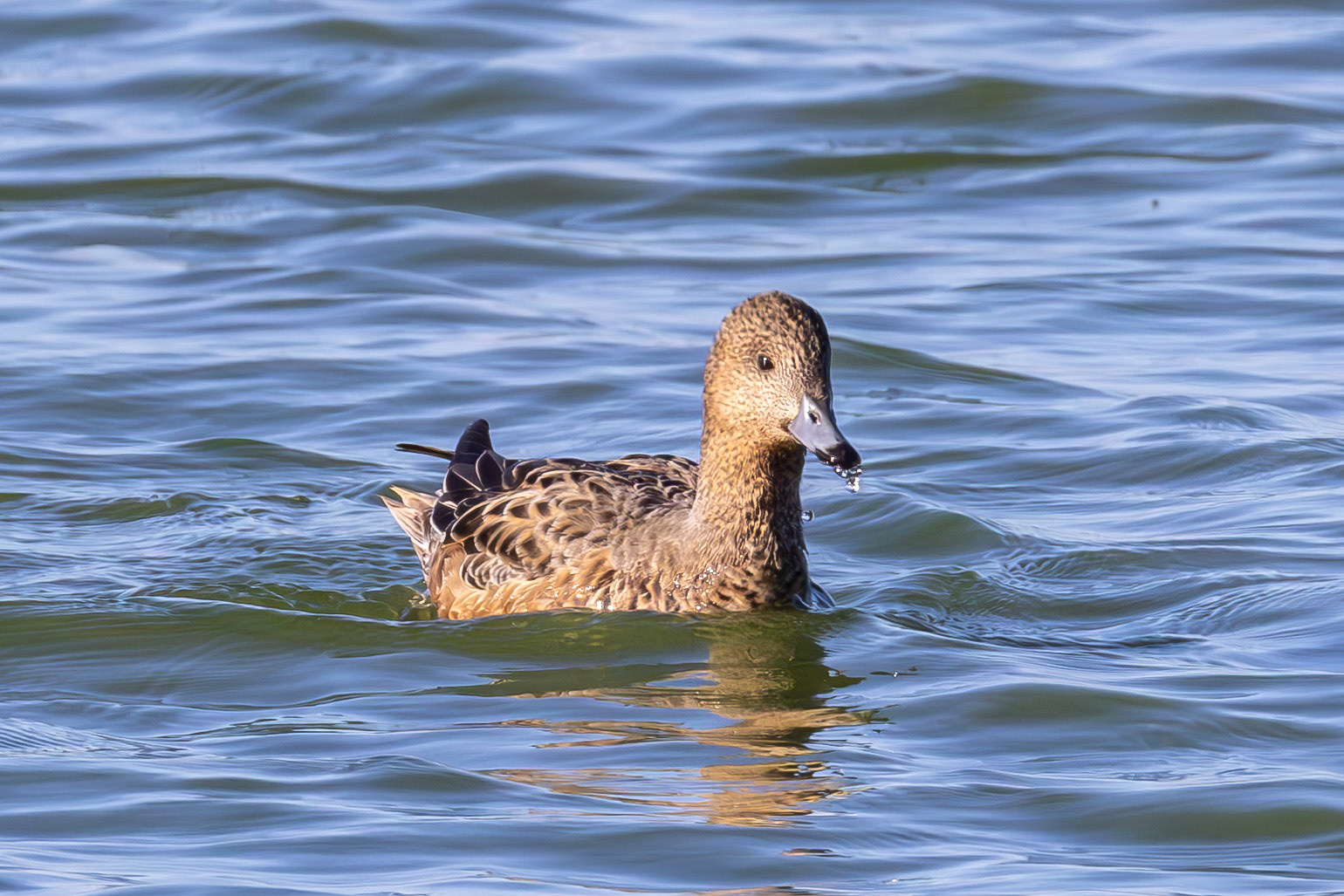 Eurasian Wigeon