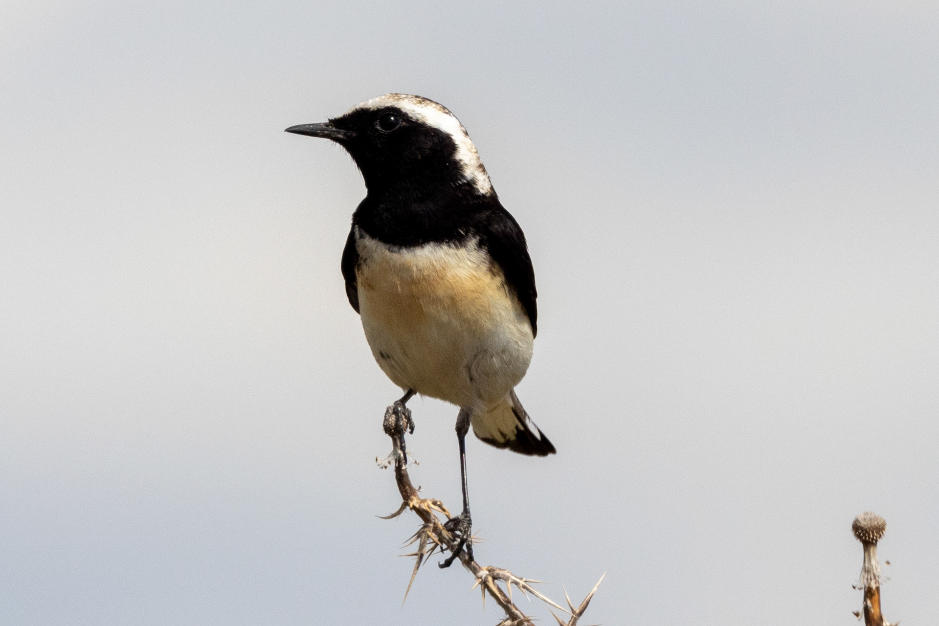 Cyprus Wheatear