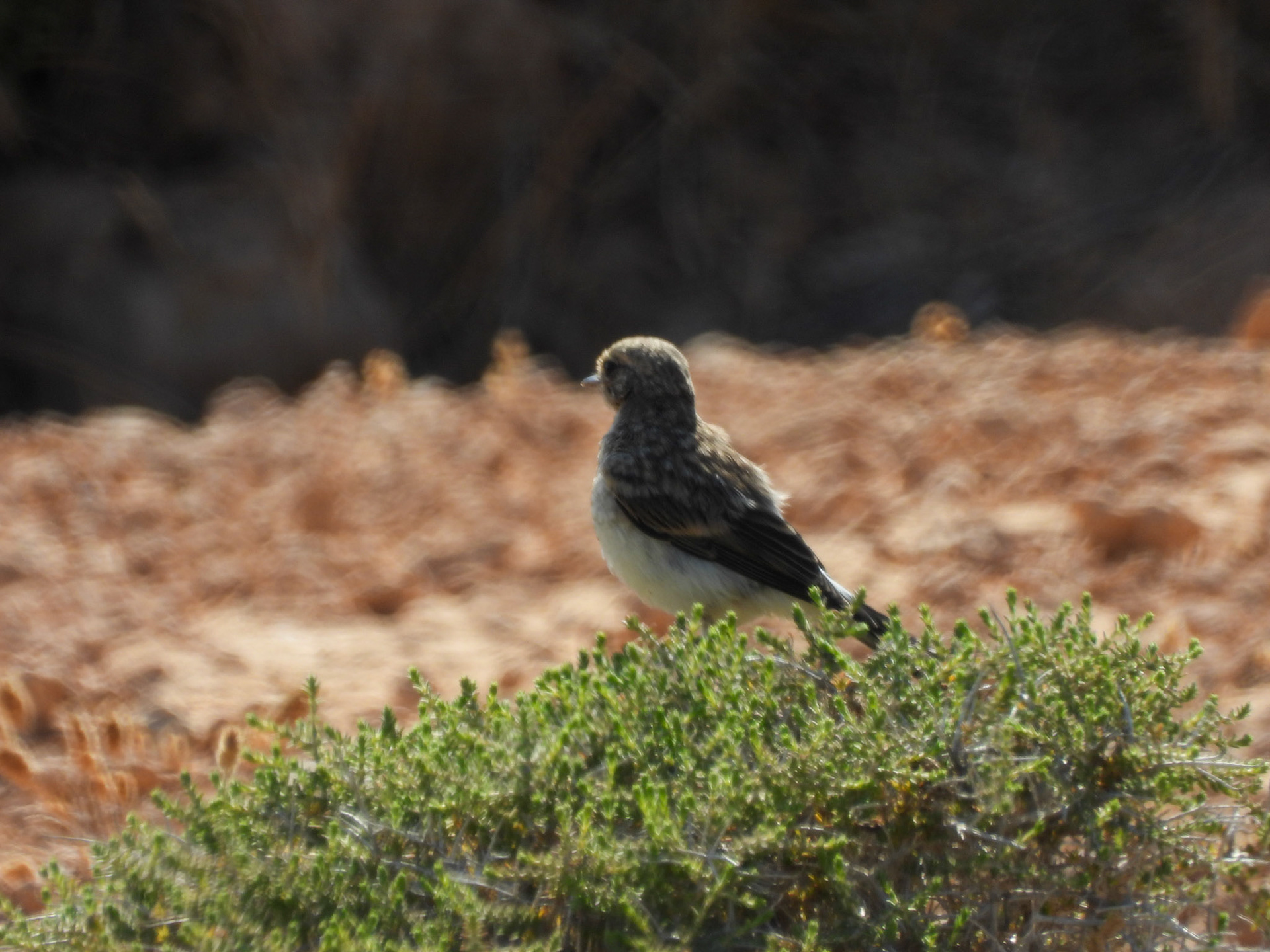Cyprus Wheatear