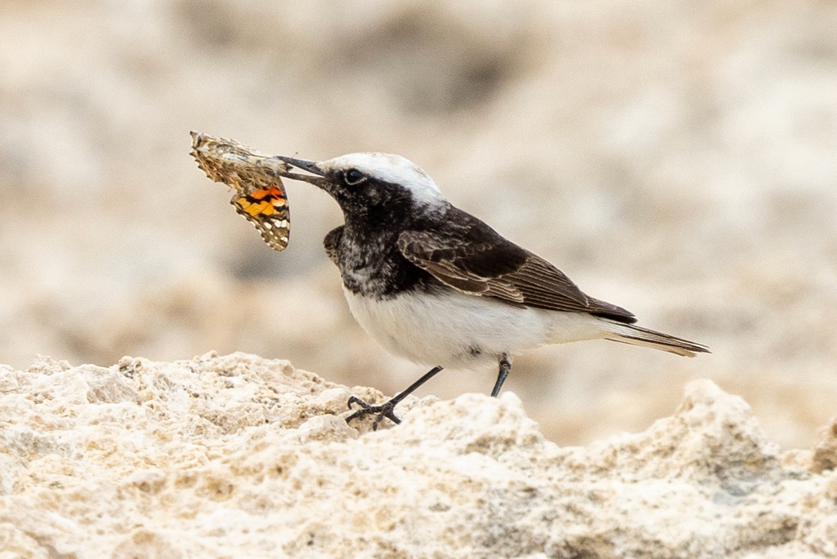 Hooded Wheatear
