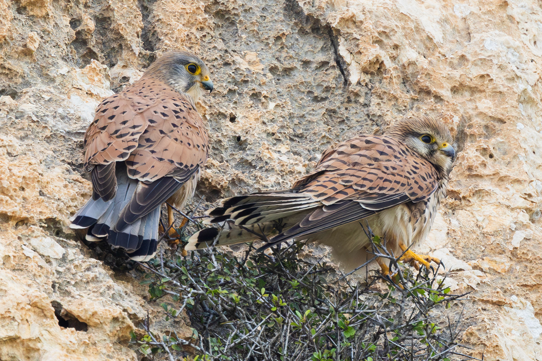 Common Kestrel