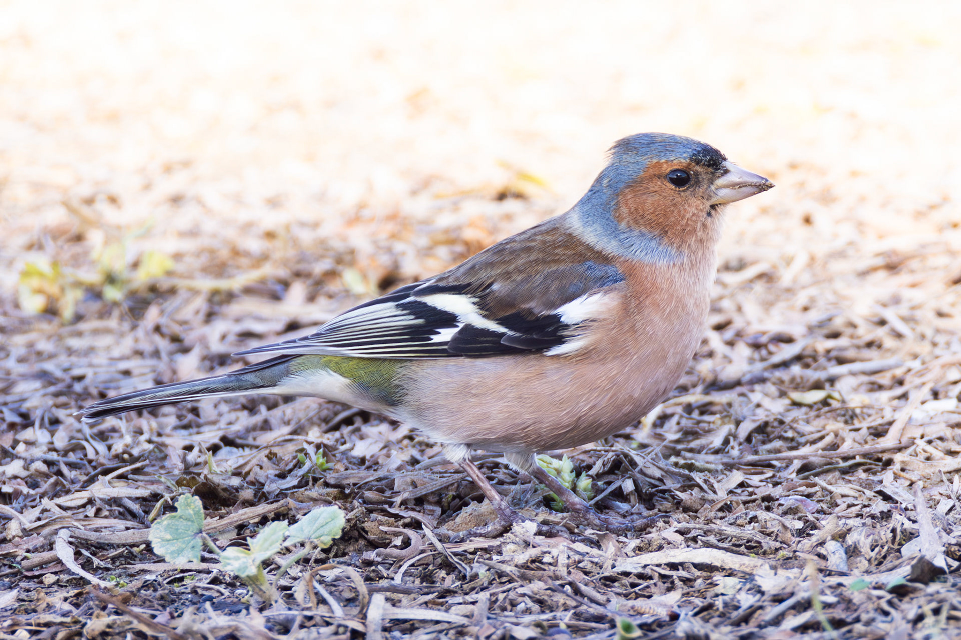 Chaffinch