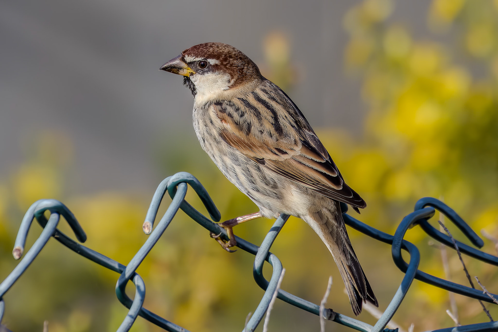 Spanish Sparrow