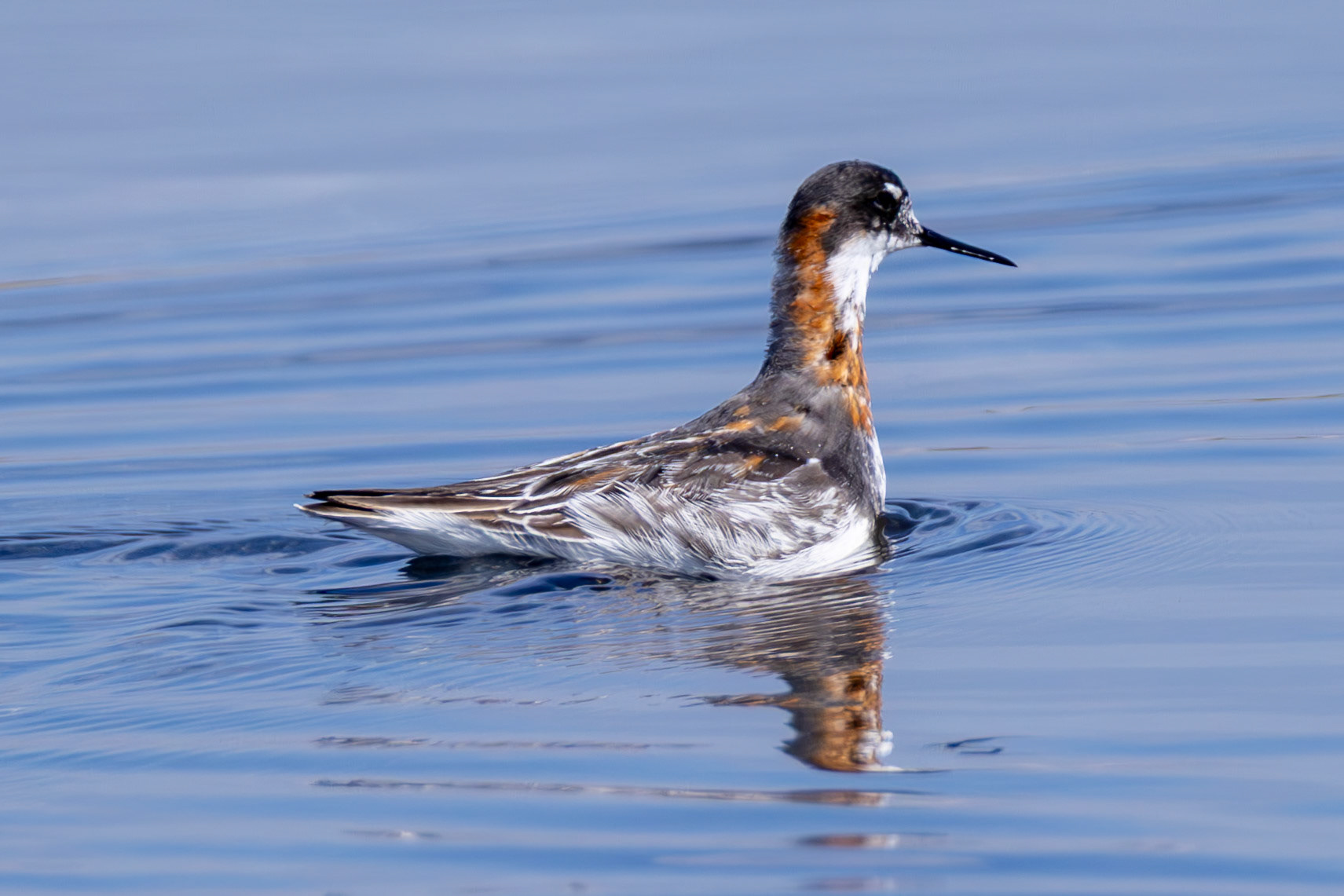 Red-necked Phalarope_