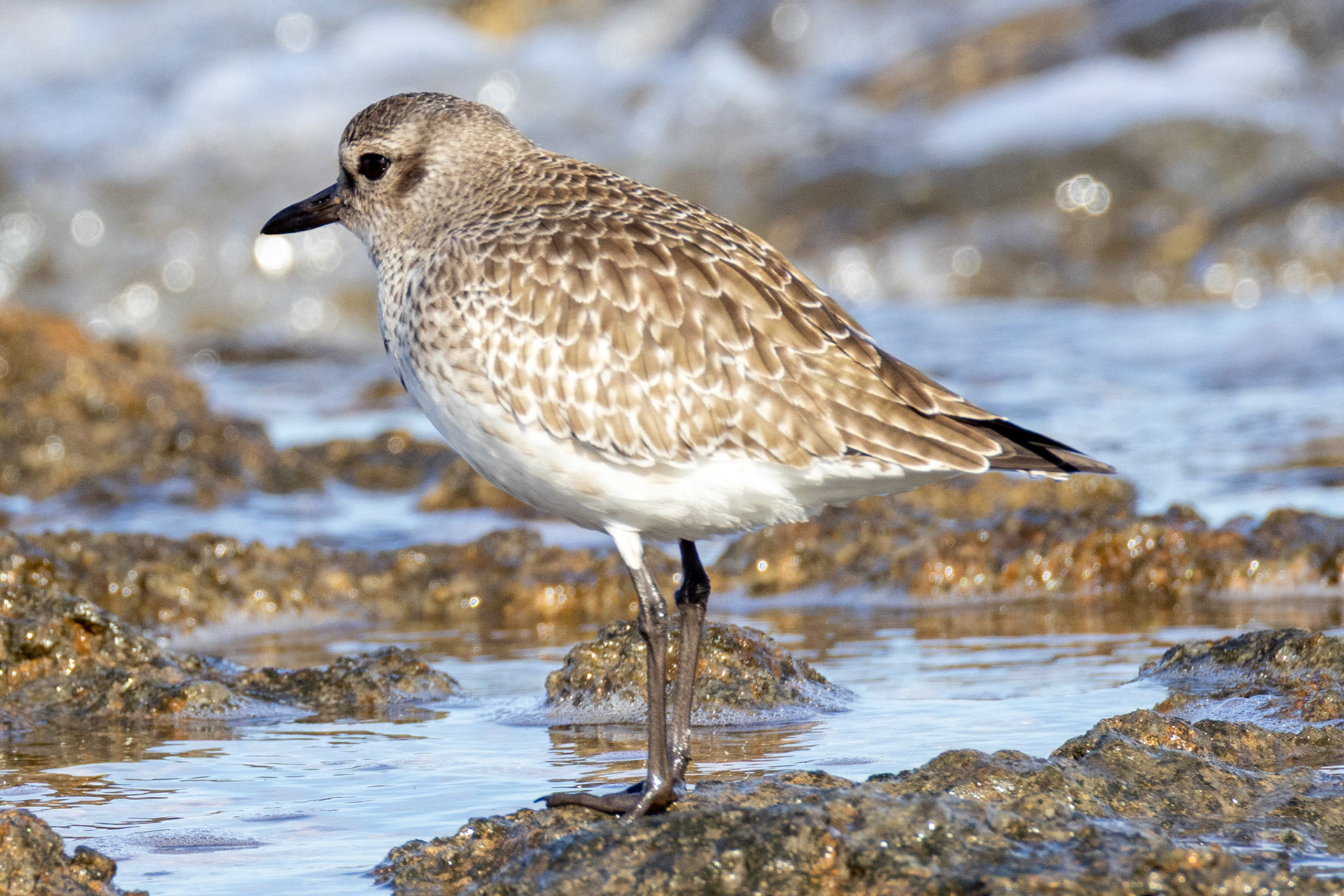 Grey Plover