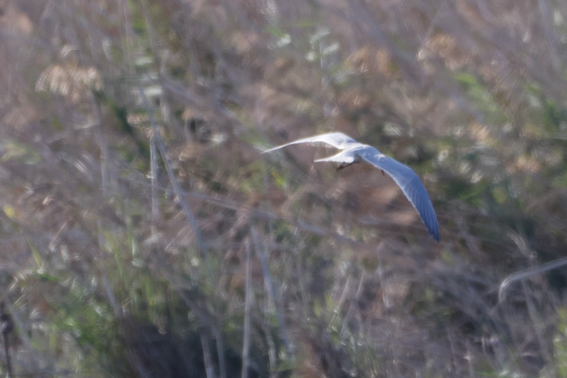 Gull-billed Tern