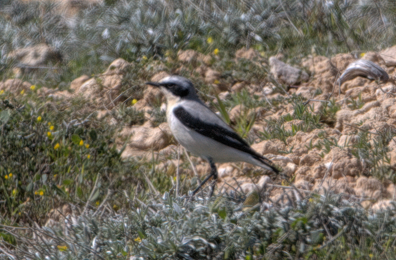 Northern Wheatear