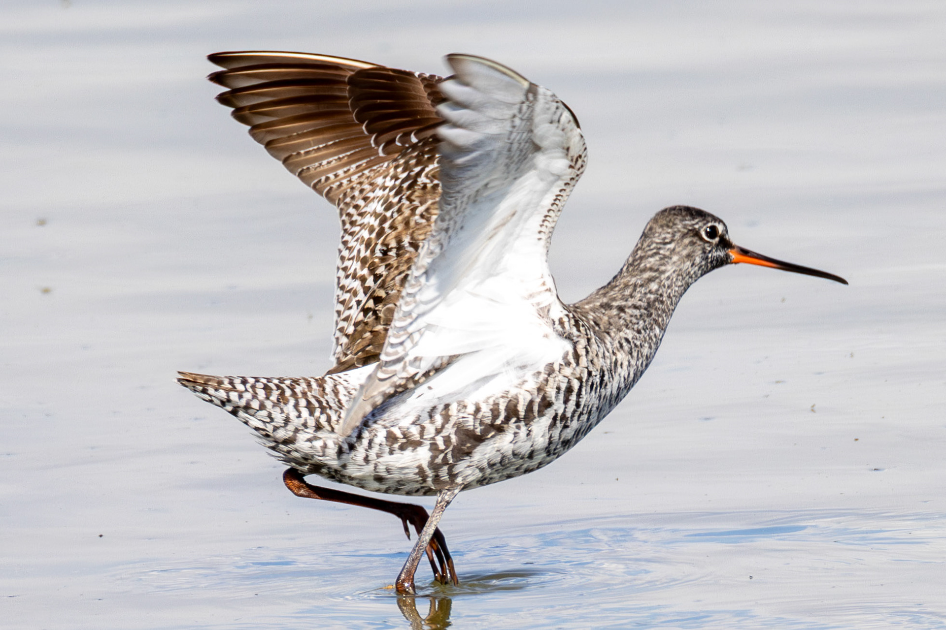Spotted Redshank