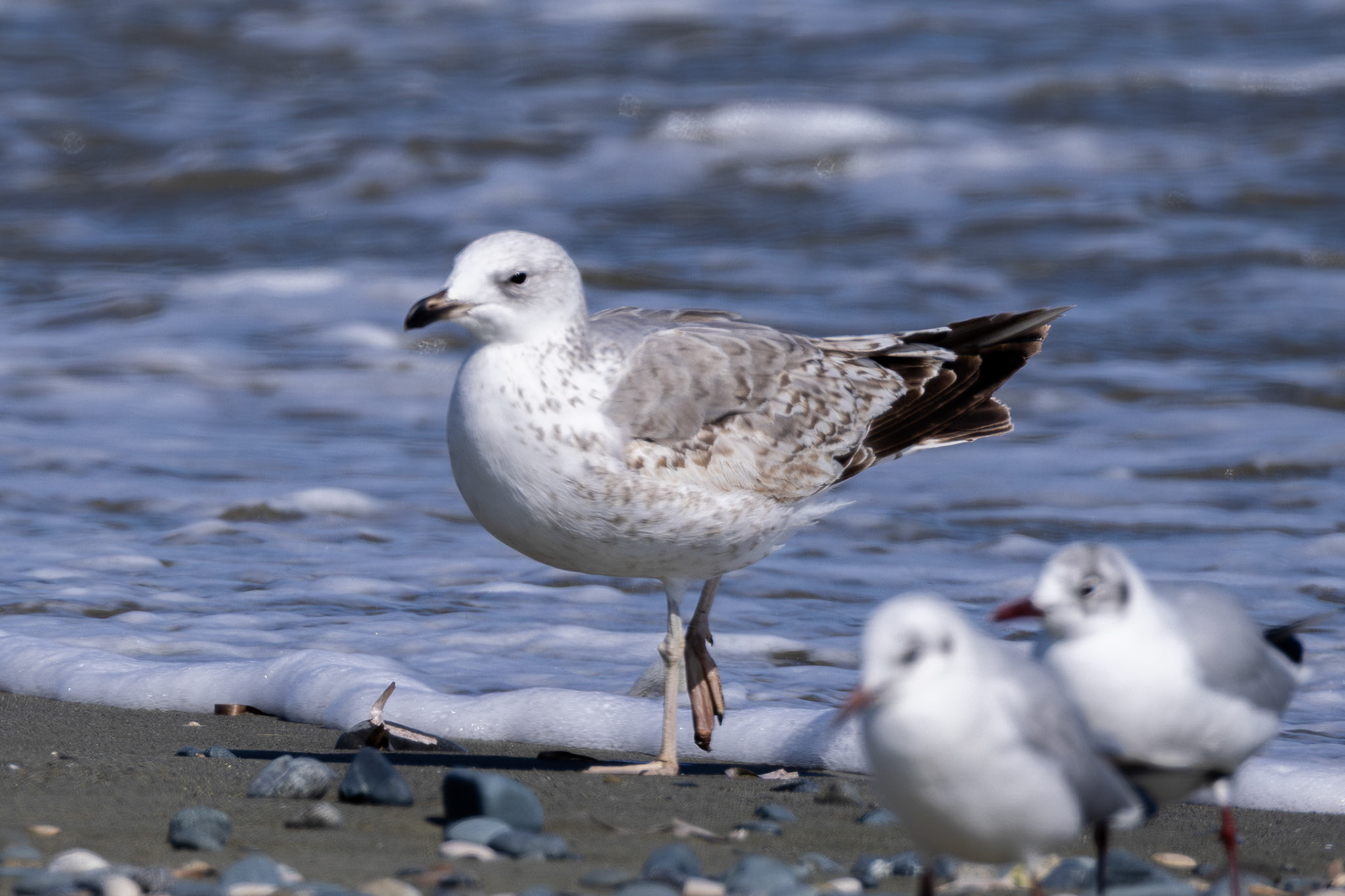 Armenian Gull