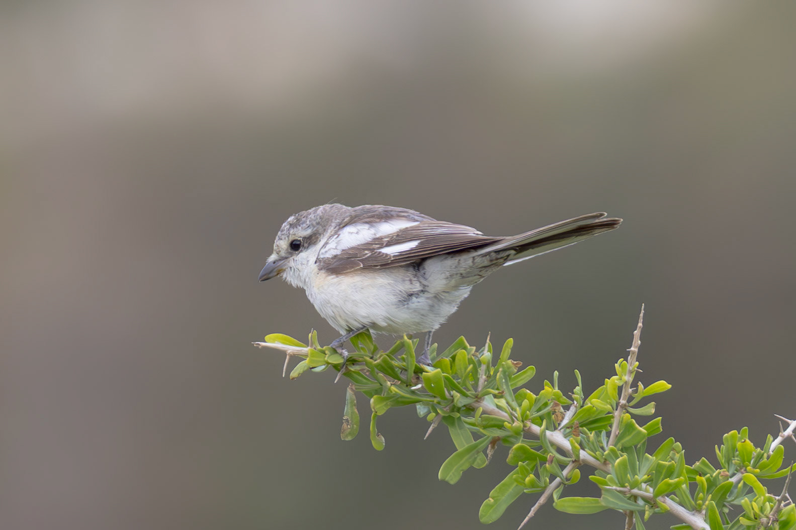 Masked Shrike