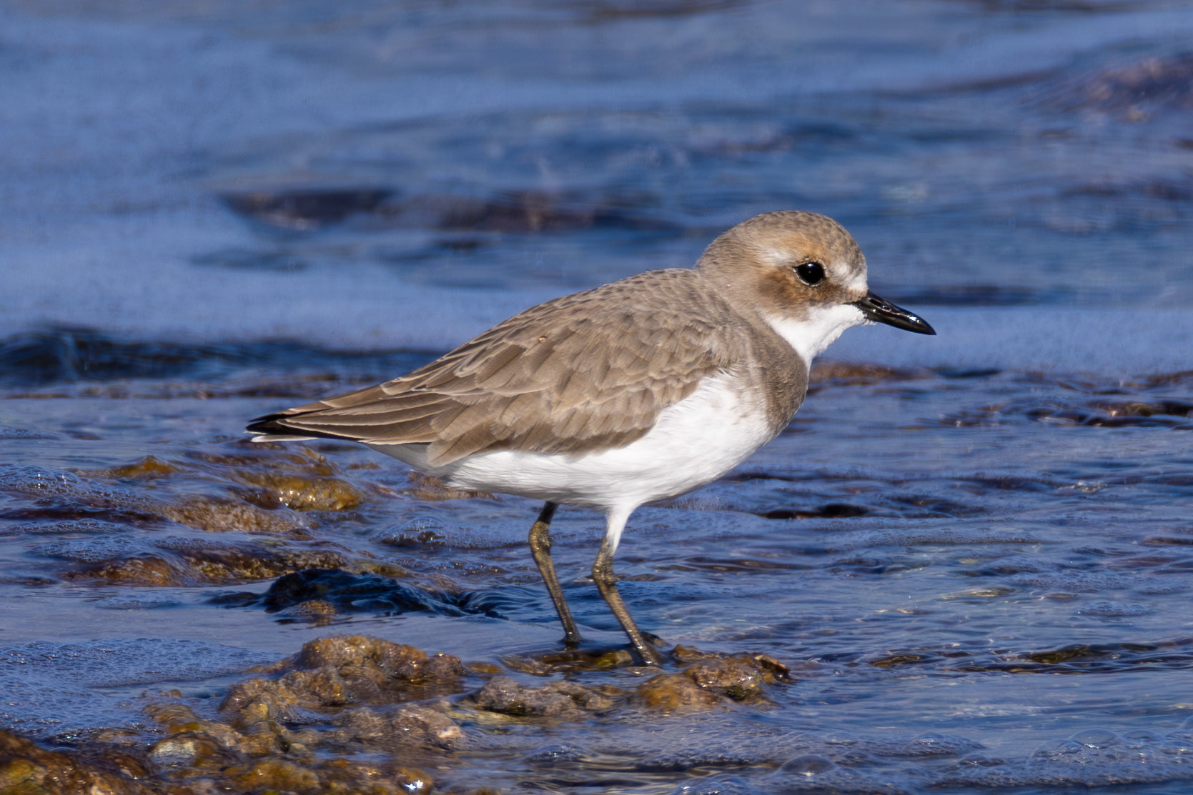 Greater Sandplover
