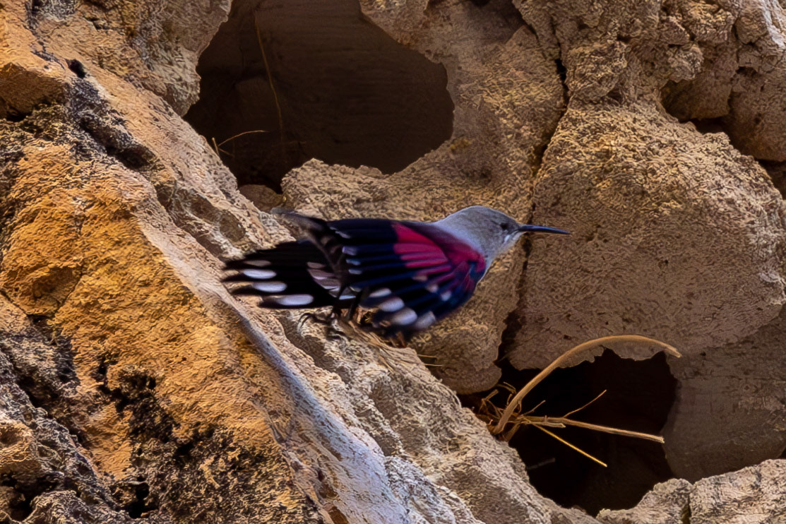 Wallcreeper