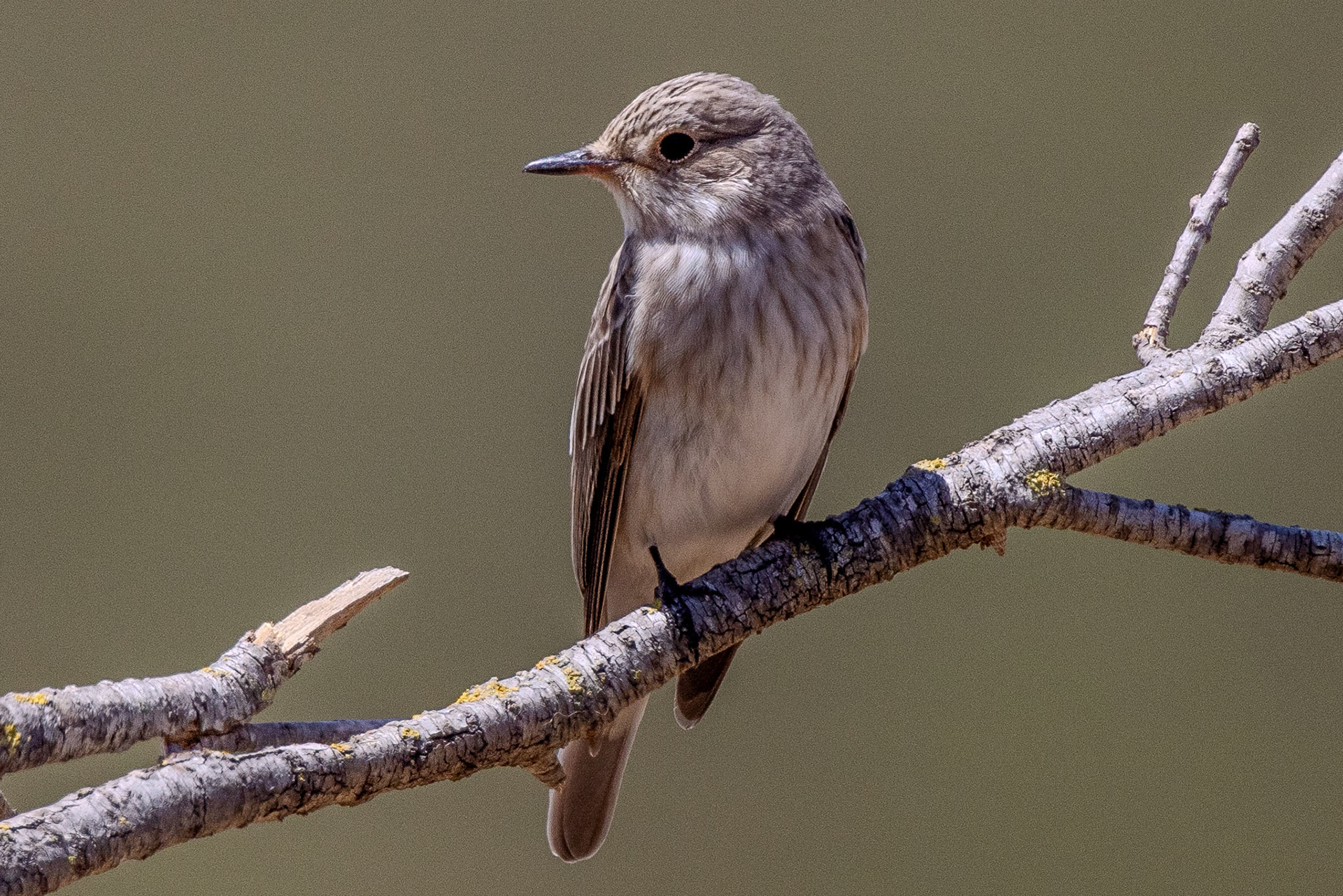 Spotted Flycatcher