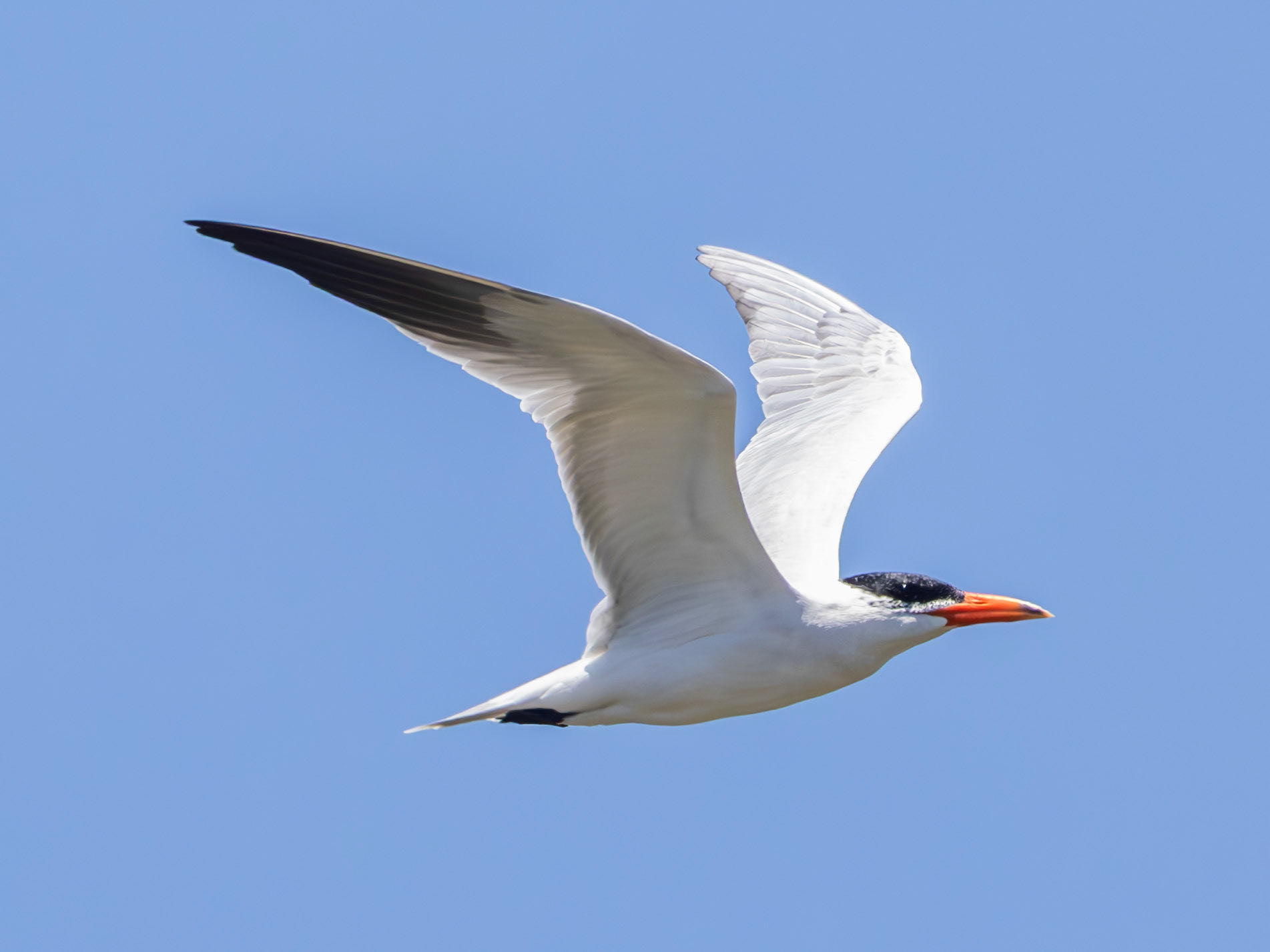 Caspian Tern
