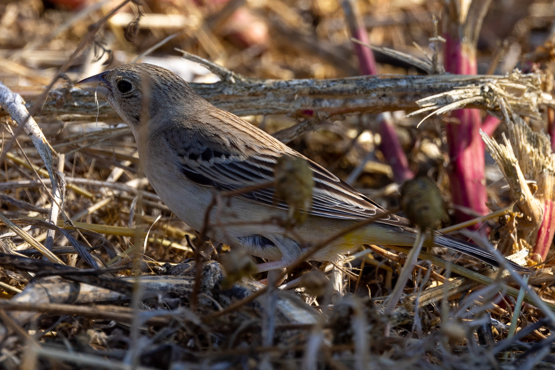 Black-headed Bunting