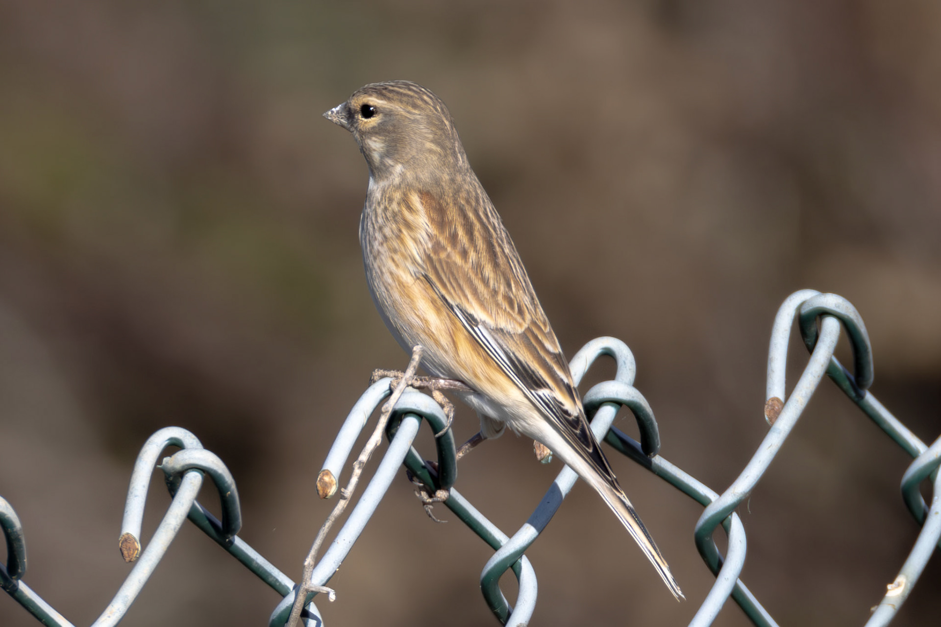 Linnet