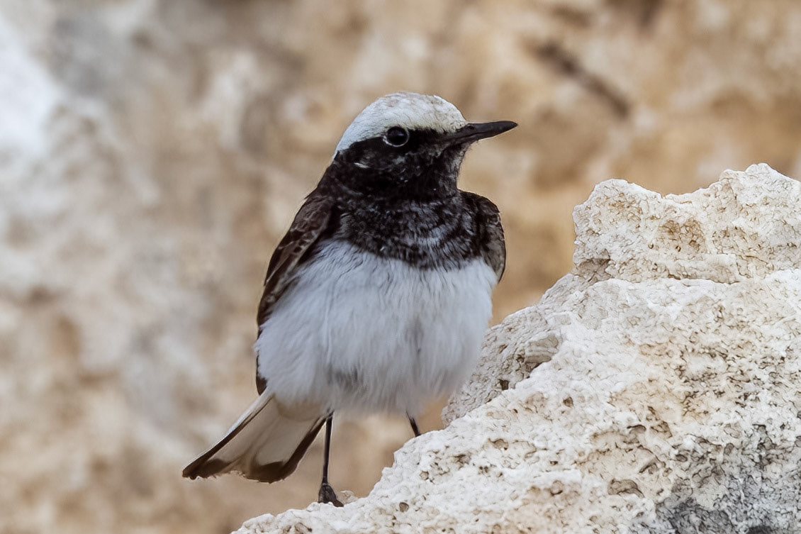 Hooded Wheatear
