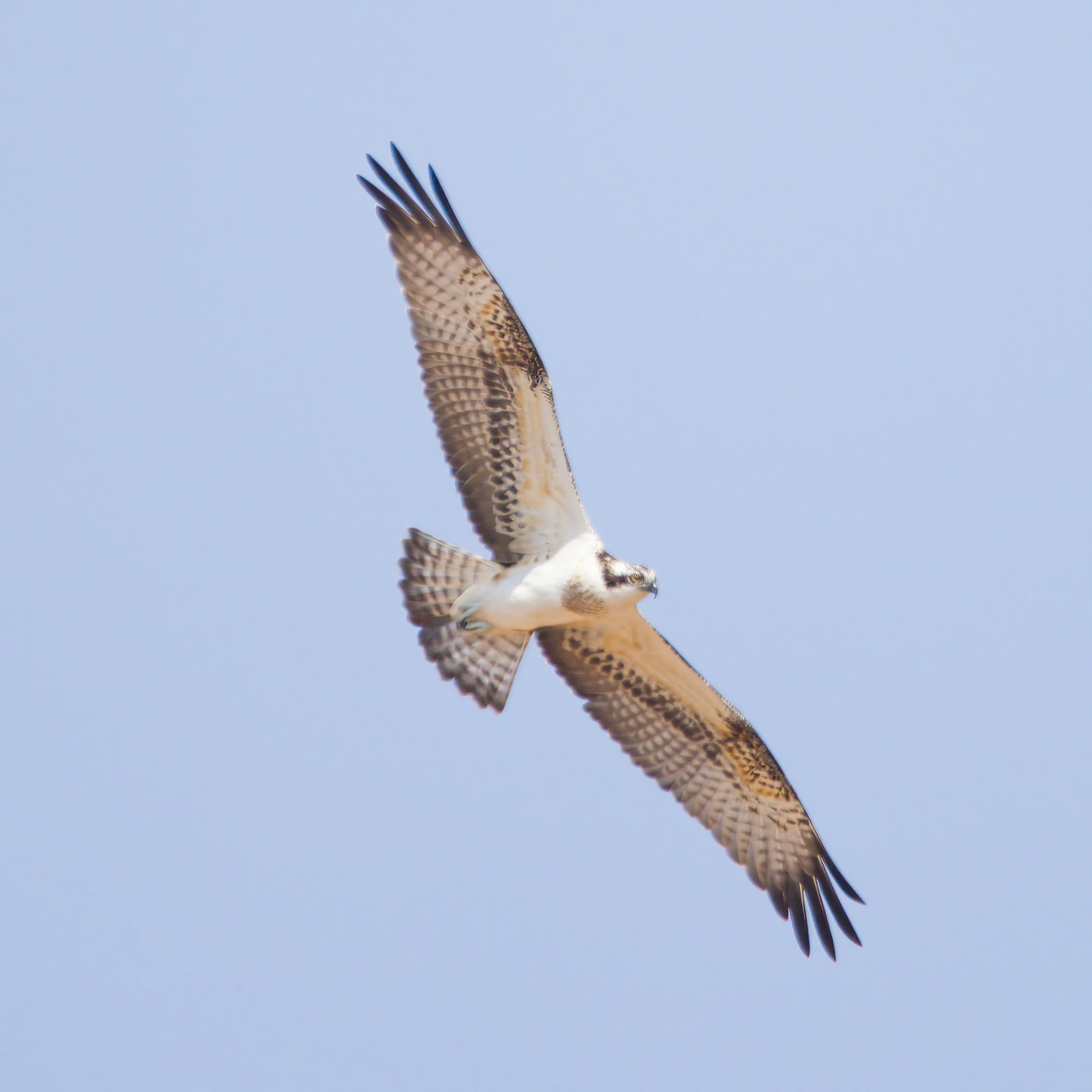 Osprey