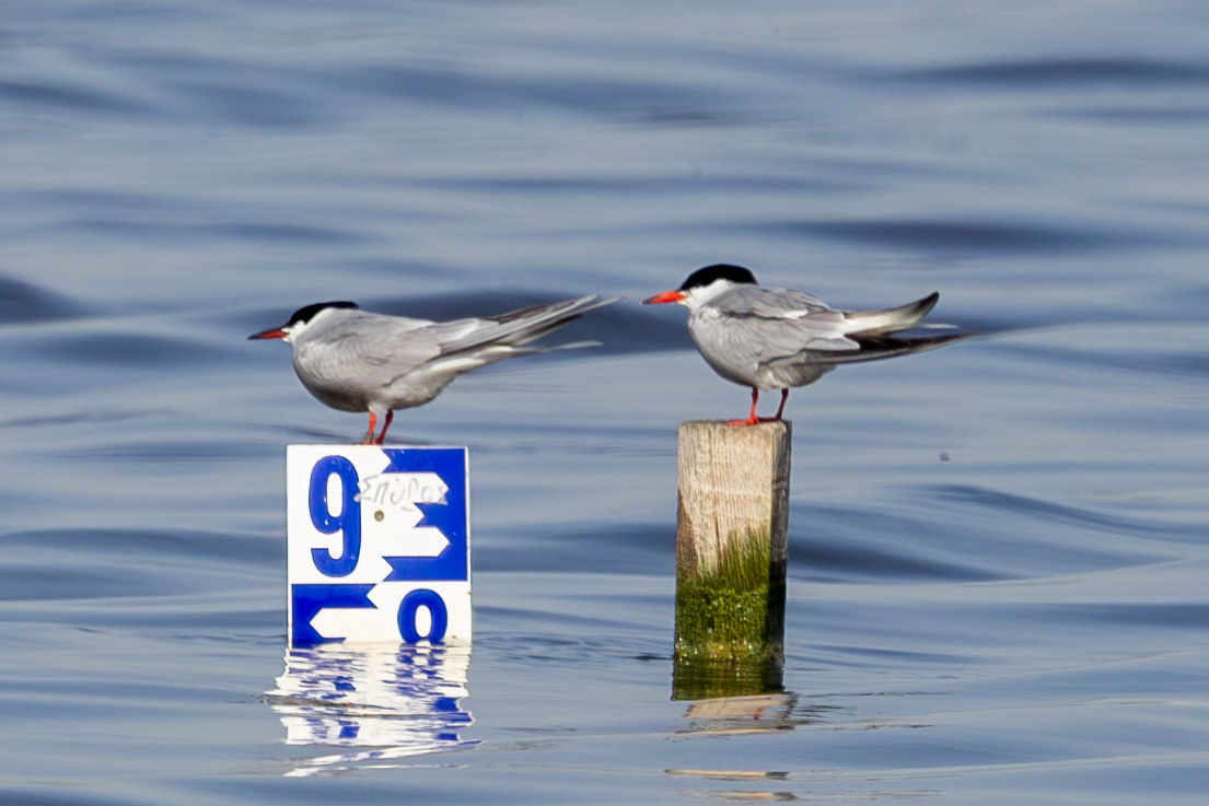 Common Tern