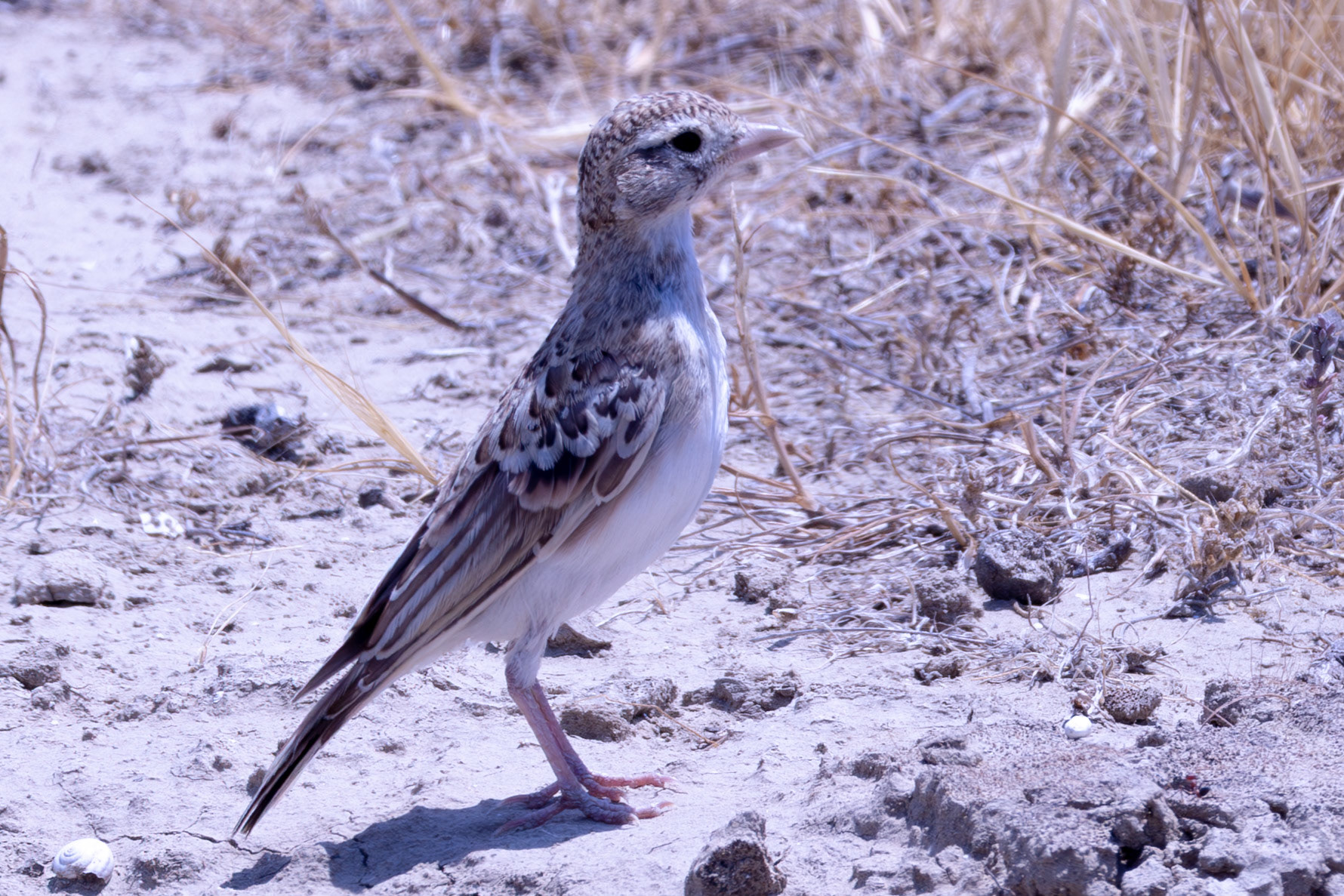 Greater Short-toed Lark