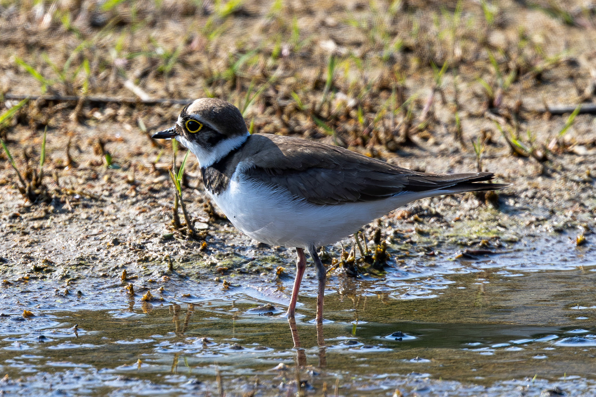 Little-ringed Plover