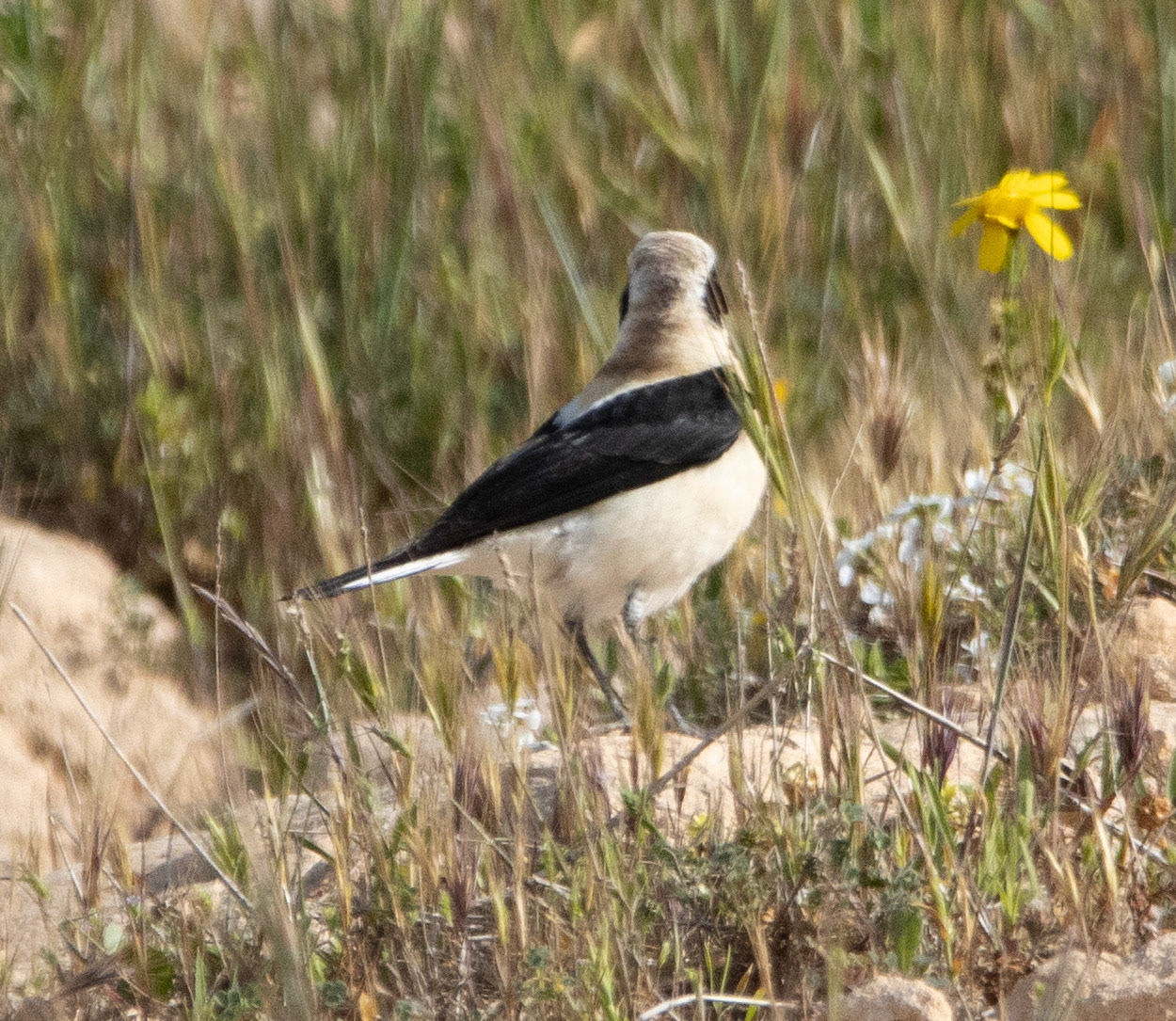 Black-eared Wheatear