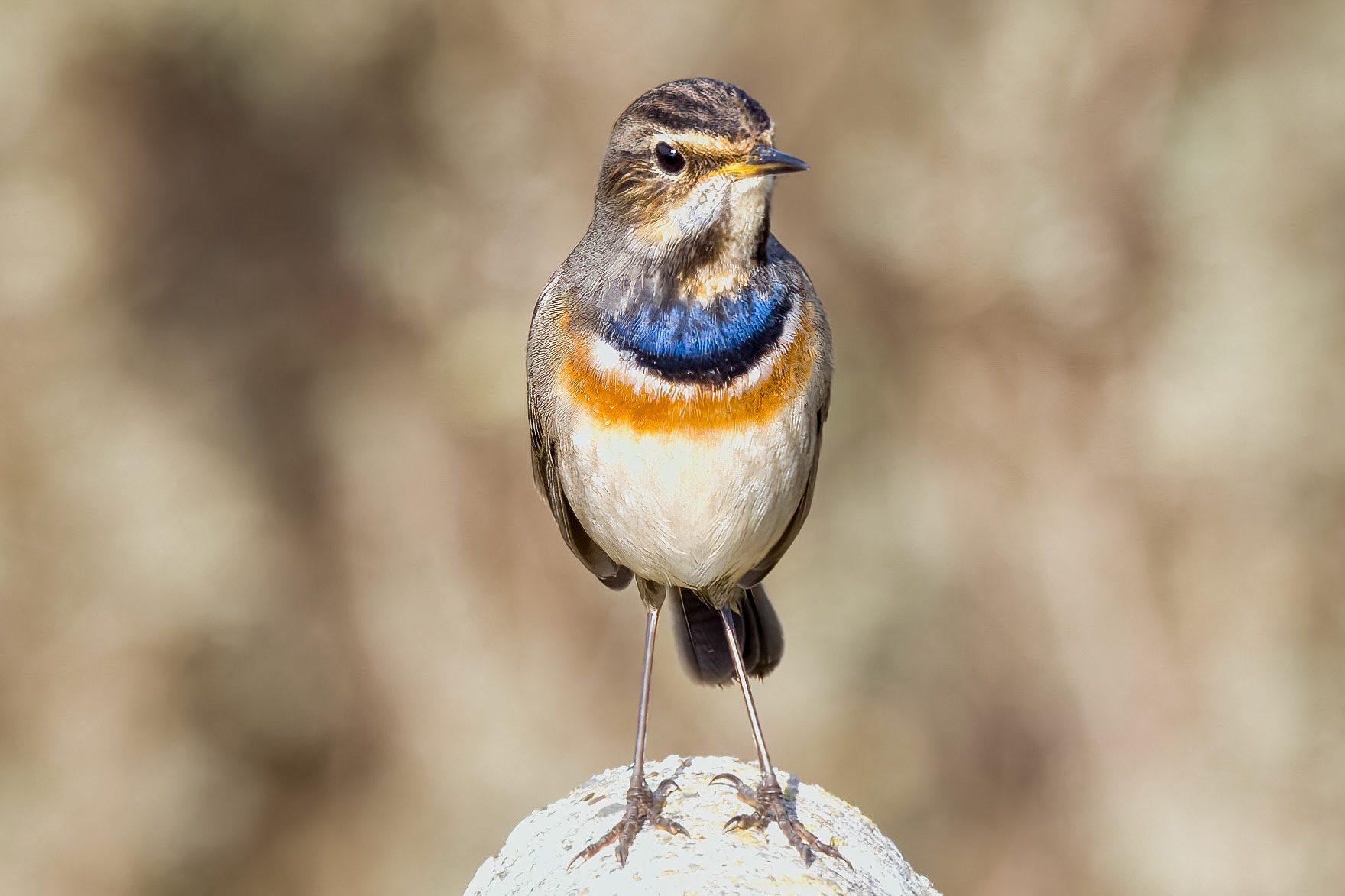Bluethroat