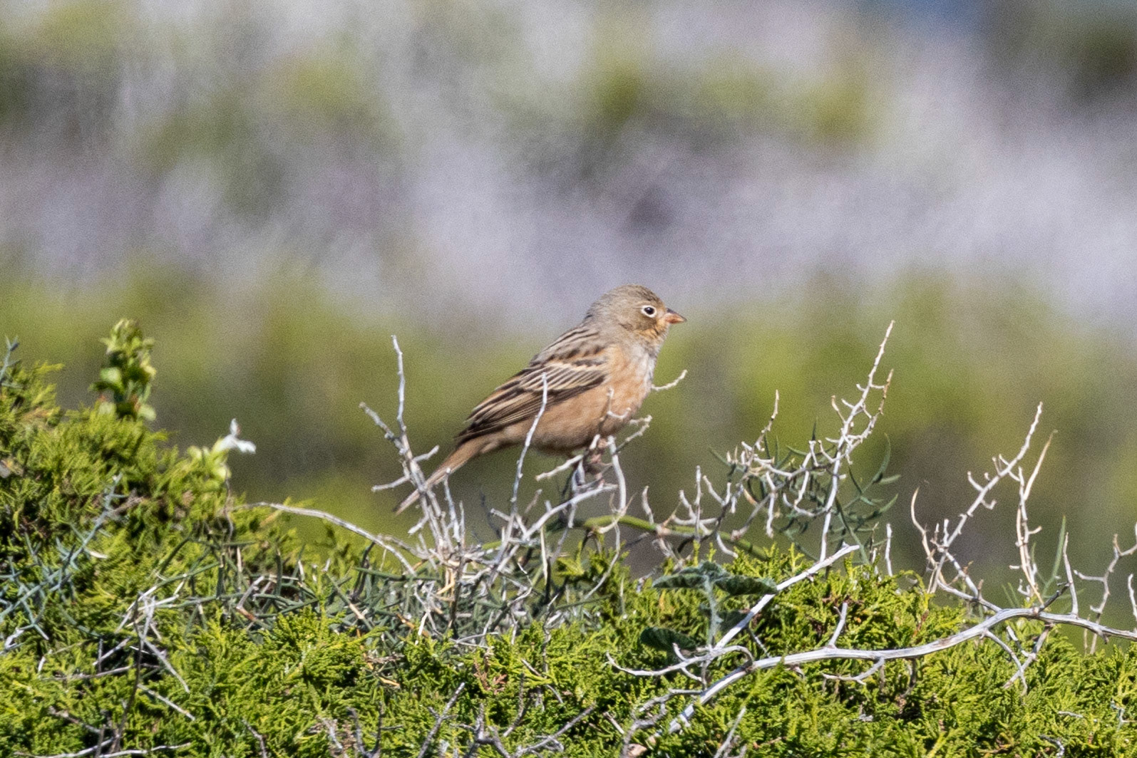 Cretzschmar's Bunting
