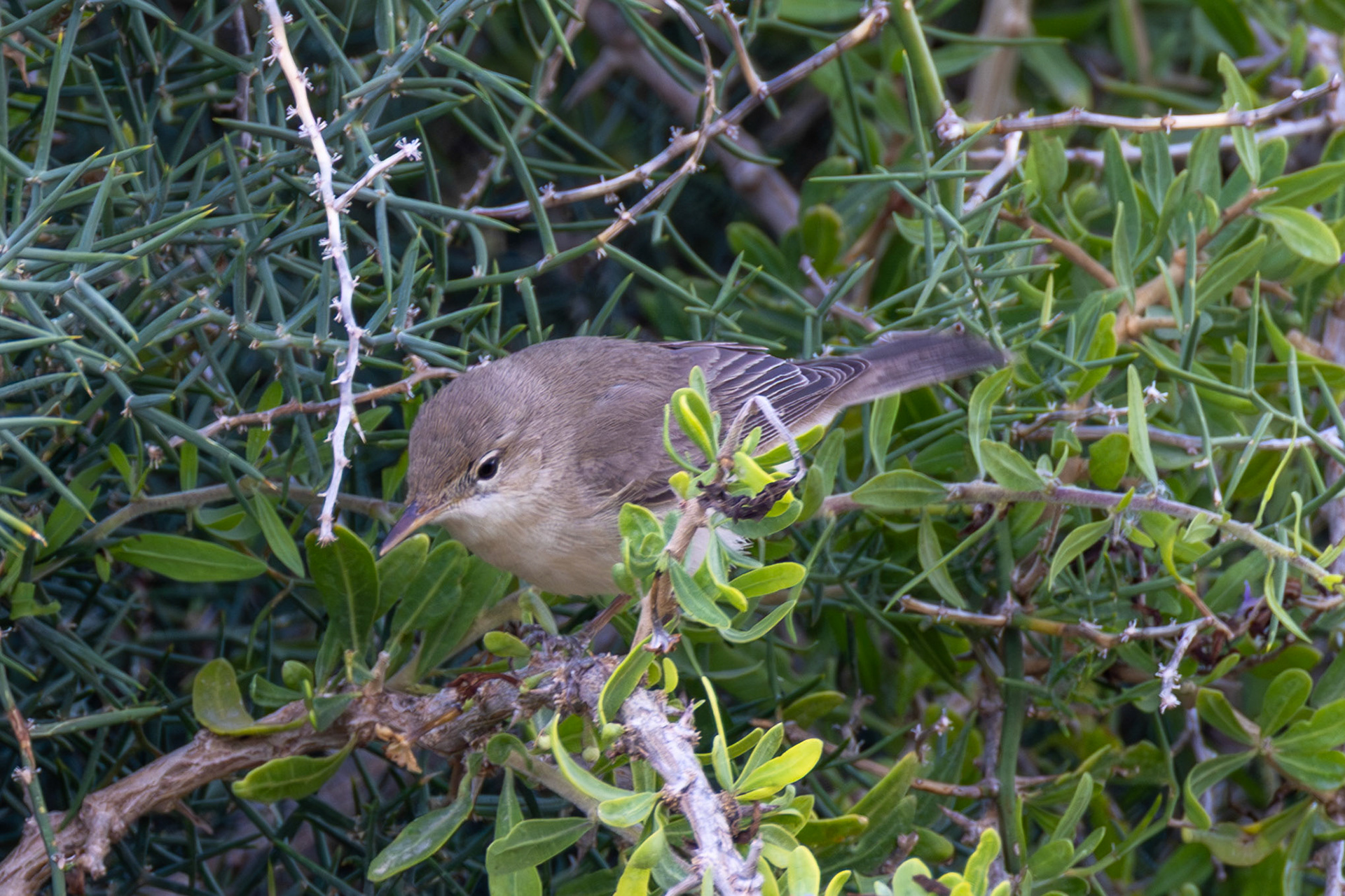 Eastern Olivaceous Warbler