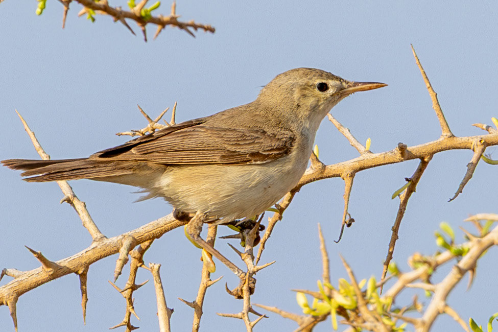 Eastern Olivaceuos Warbler