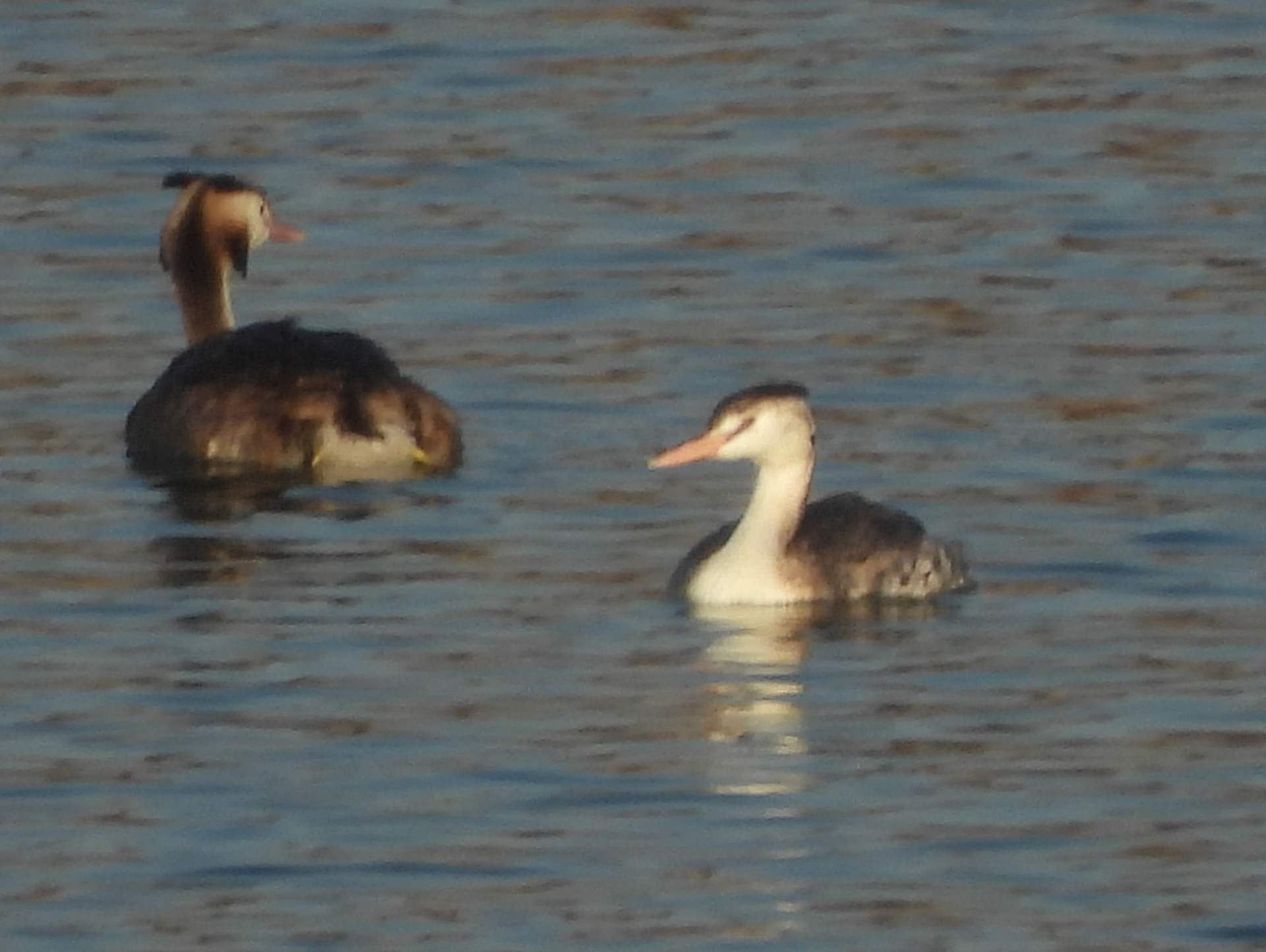 Great Crested Grebe