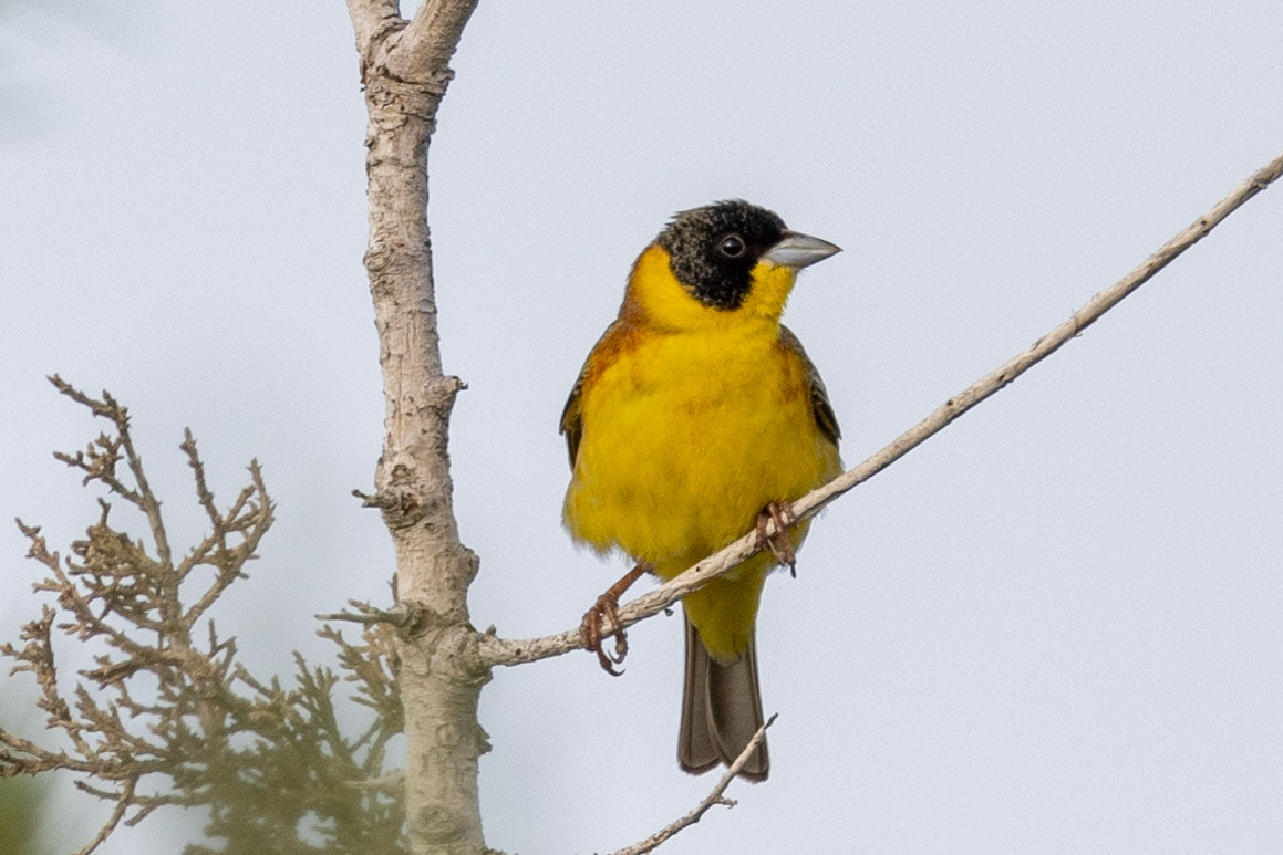 Black-headed Bunting