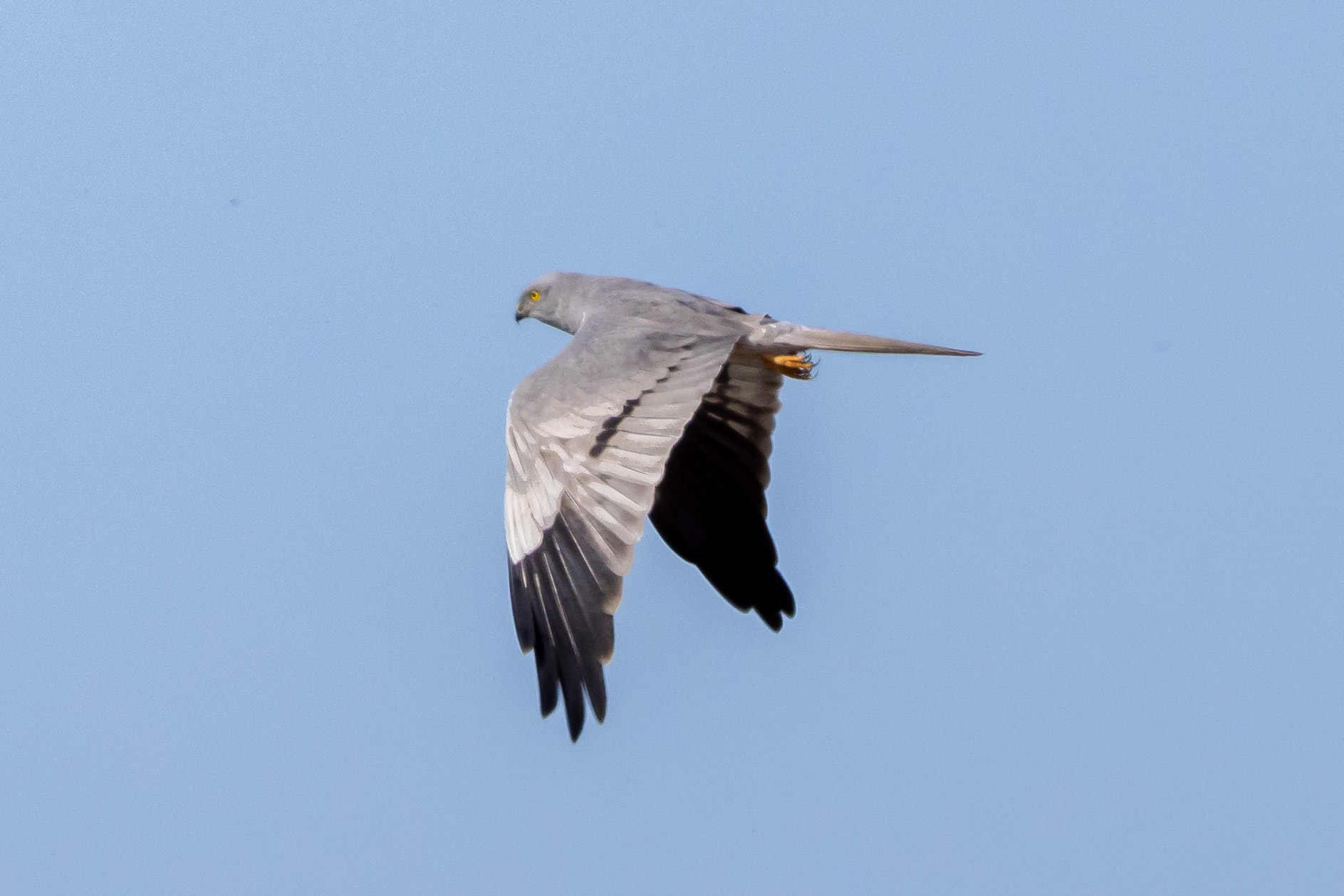 Montague's Harrier