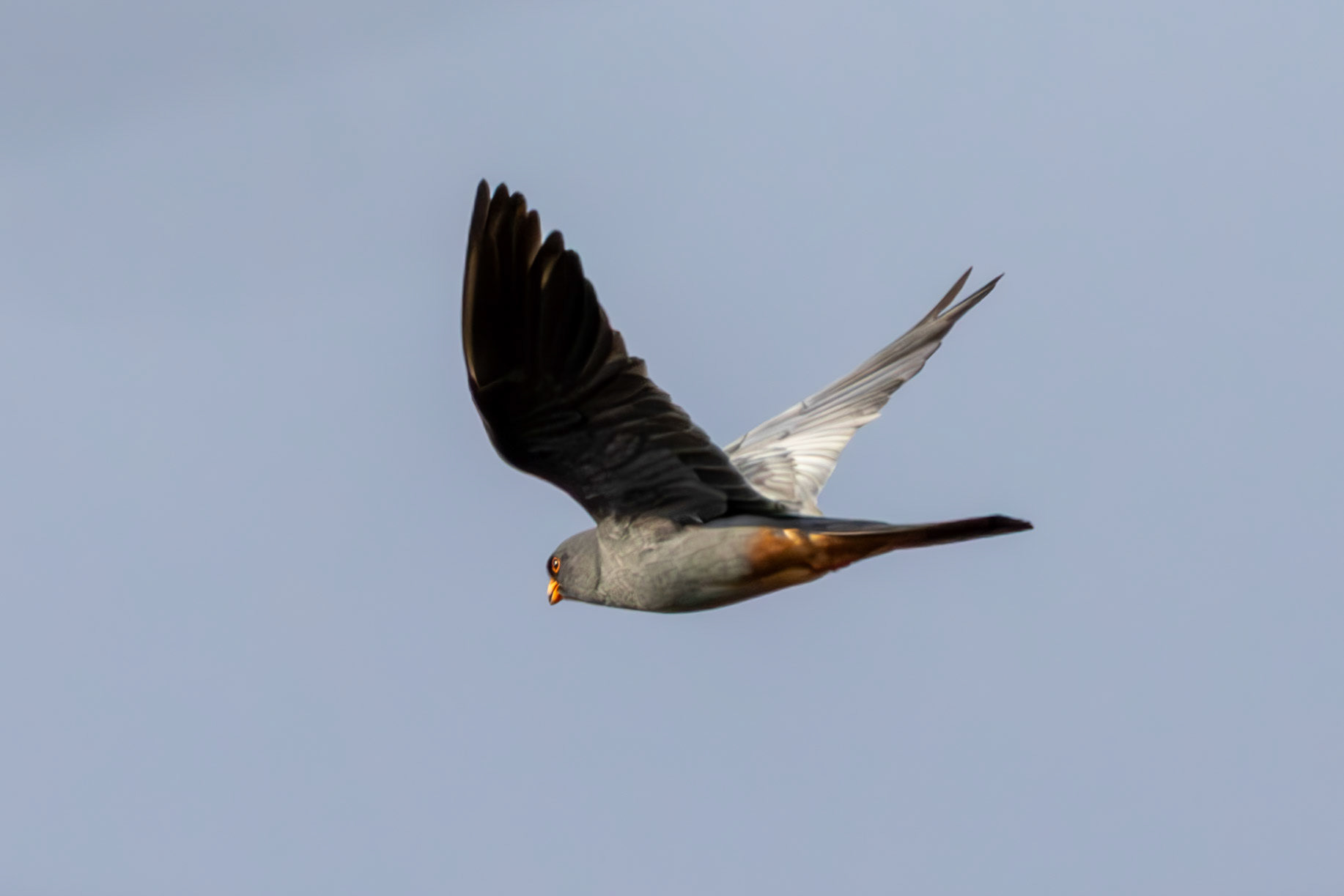Red-footed Falcon