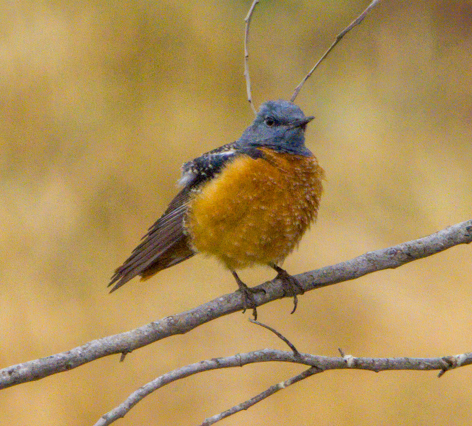 Rufous-tailed Rock Thrush