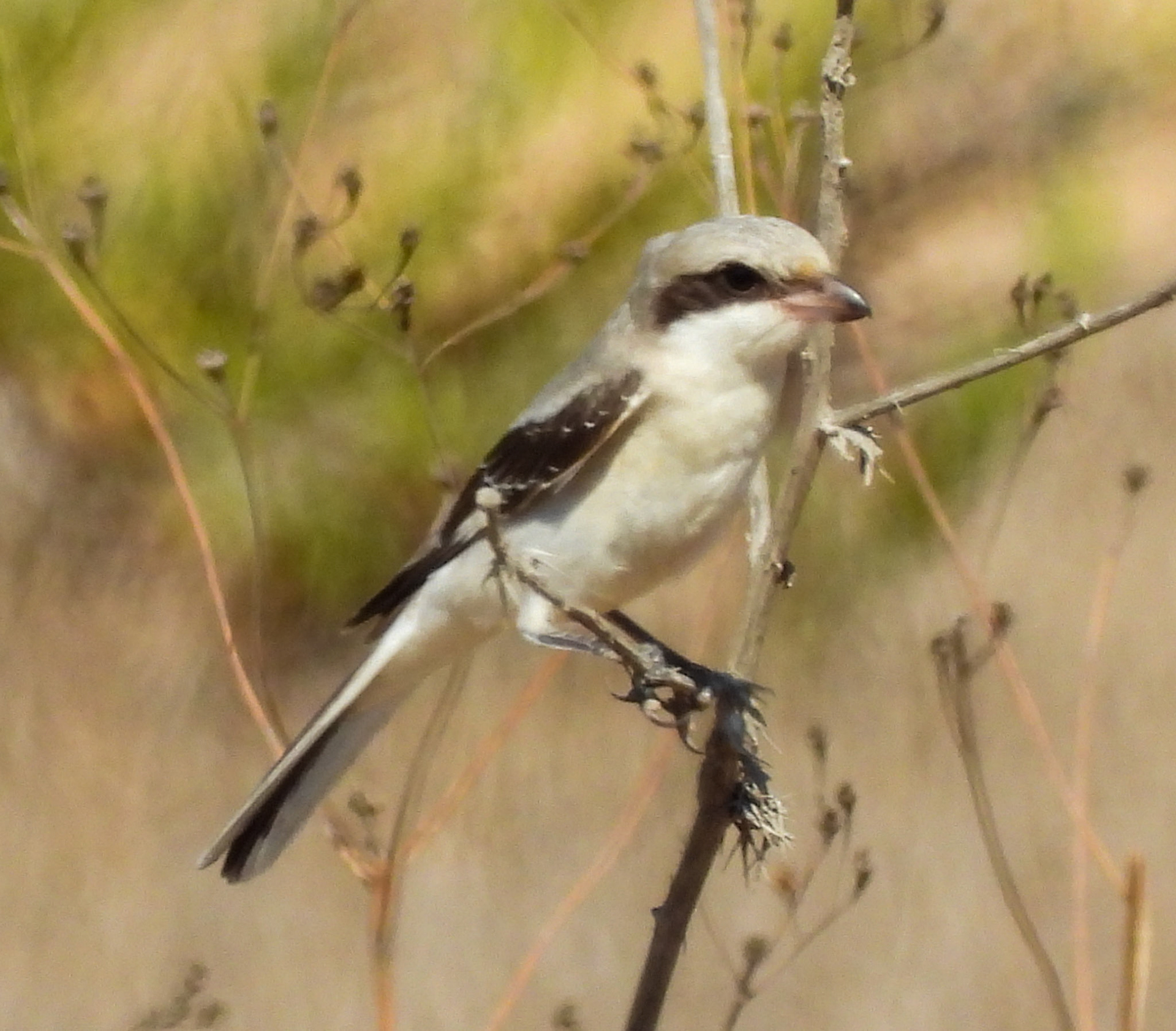Lesser Grey Shrike