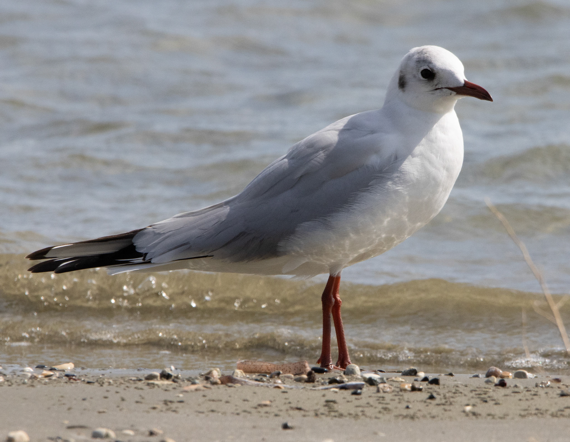 Black-headed Gull
