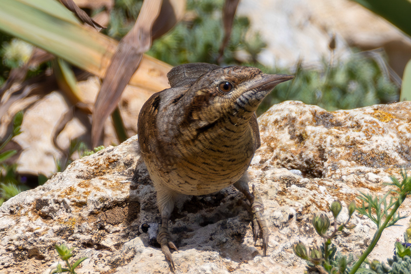 Eurasian Wryneck