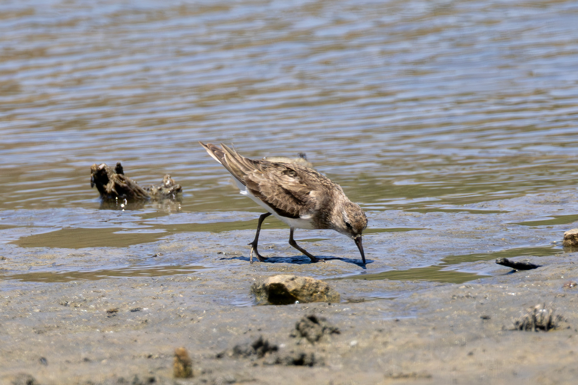 Temminck's Stint