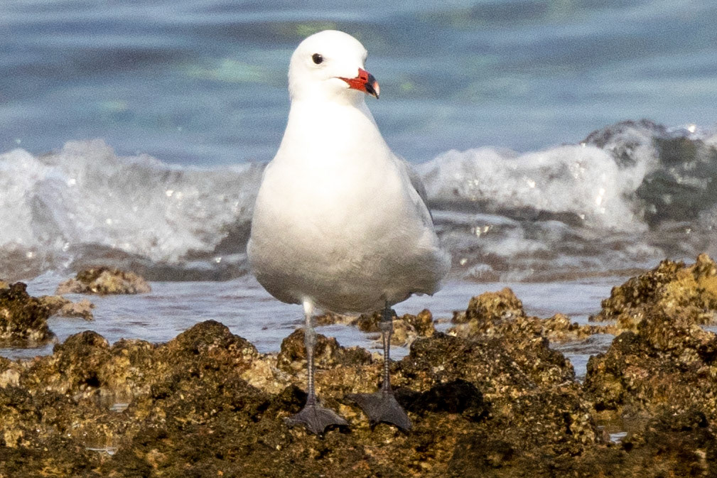 Audouin's Gull