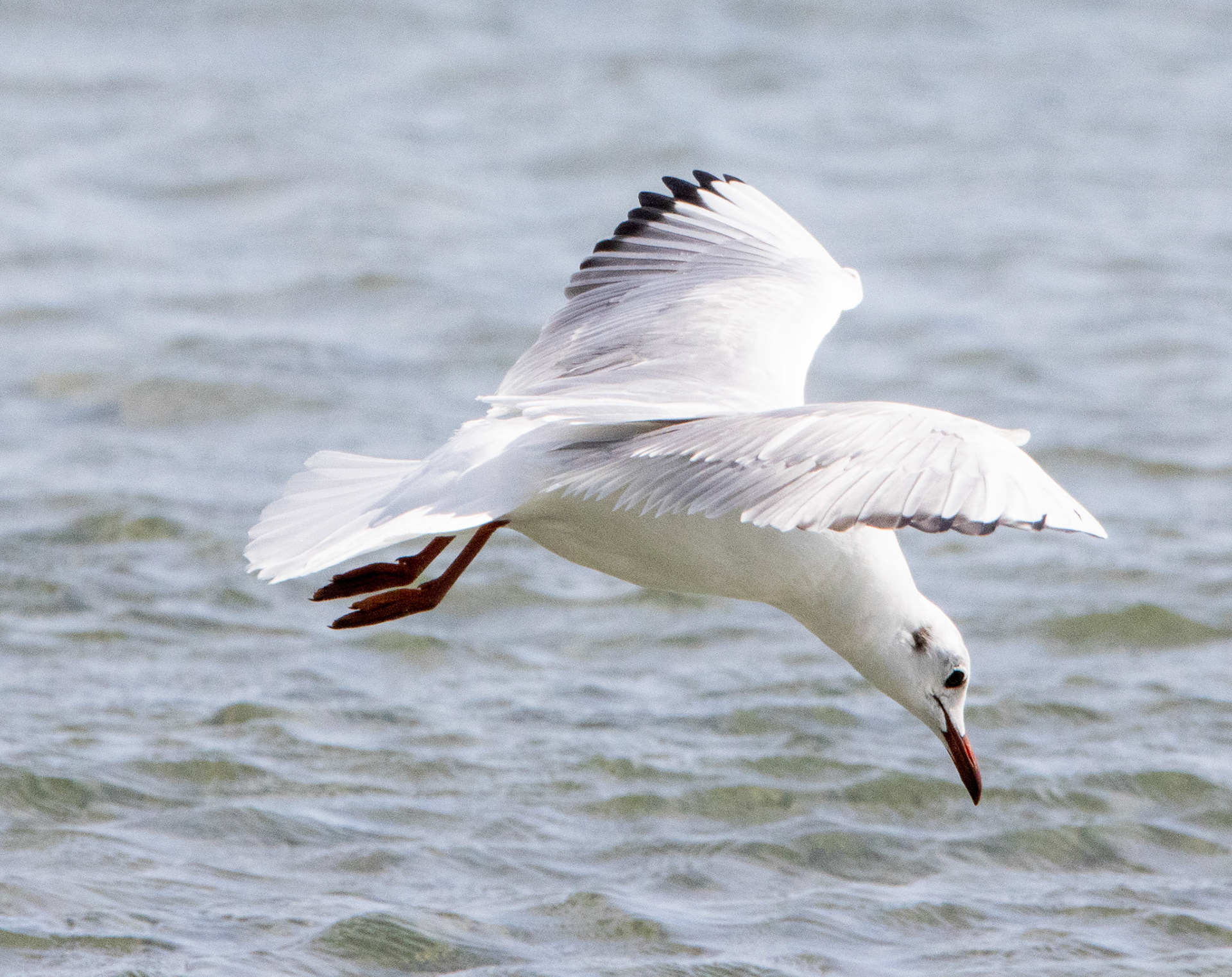 Black-headed Gull