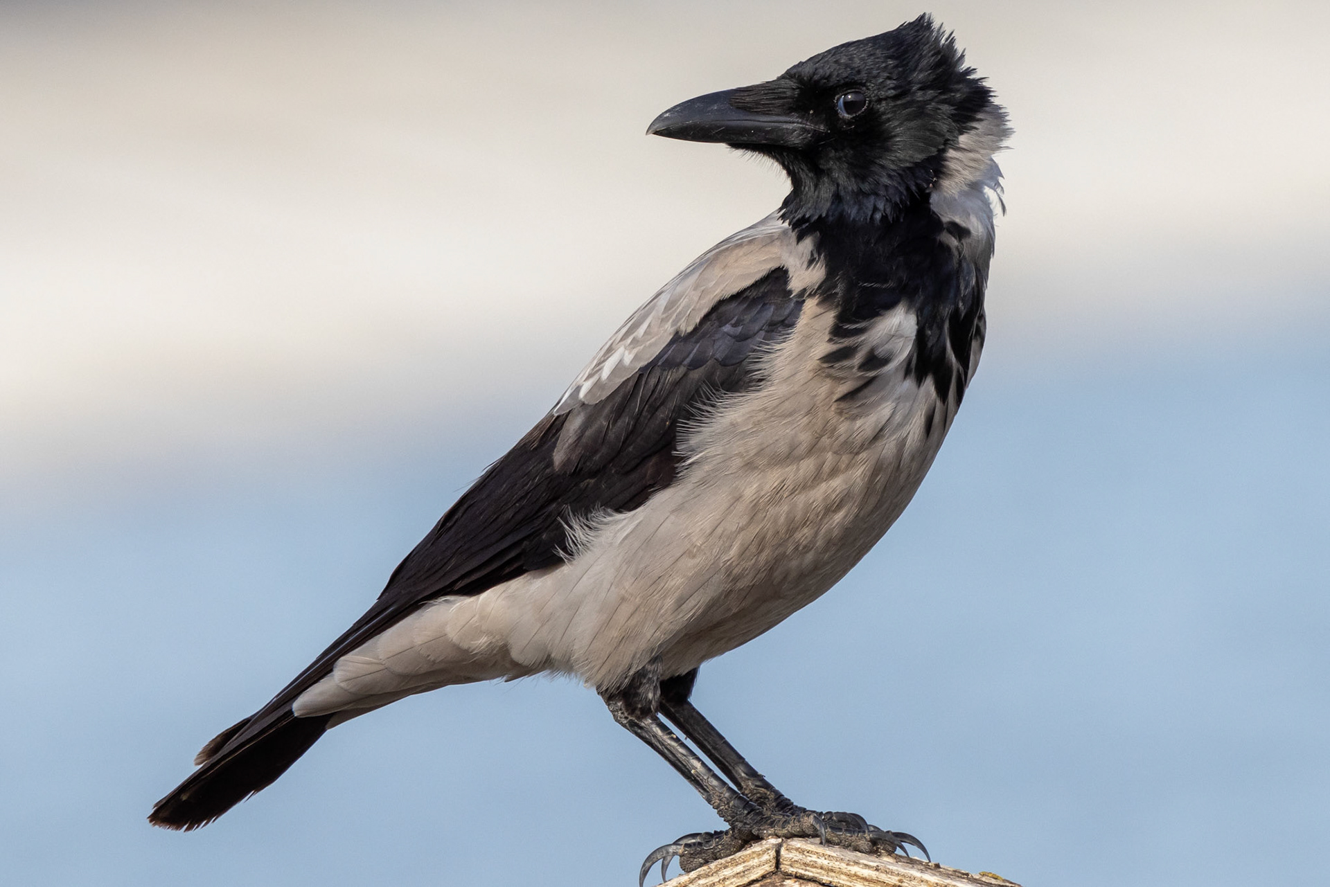 Hooded Crow
