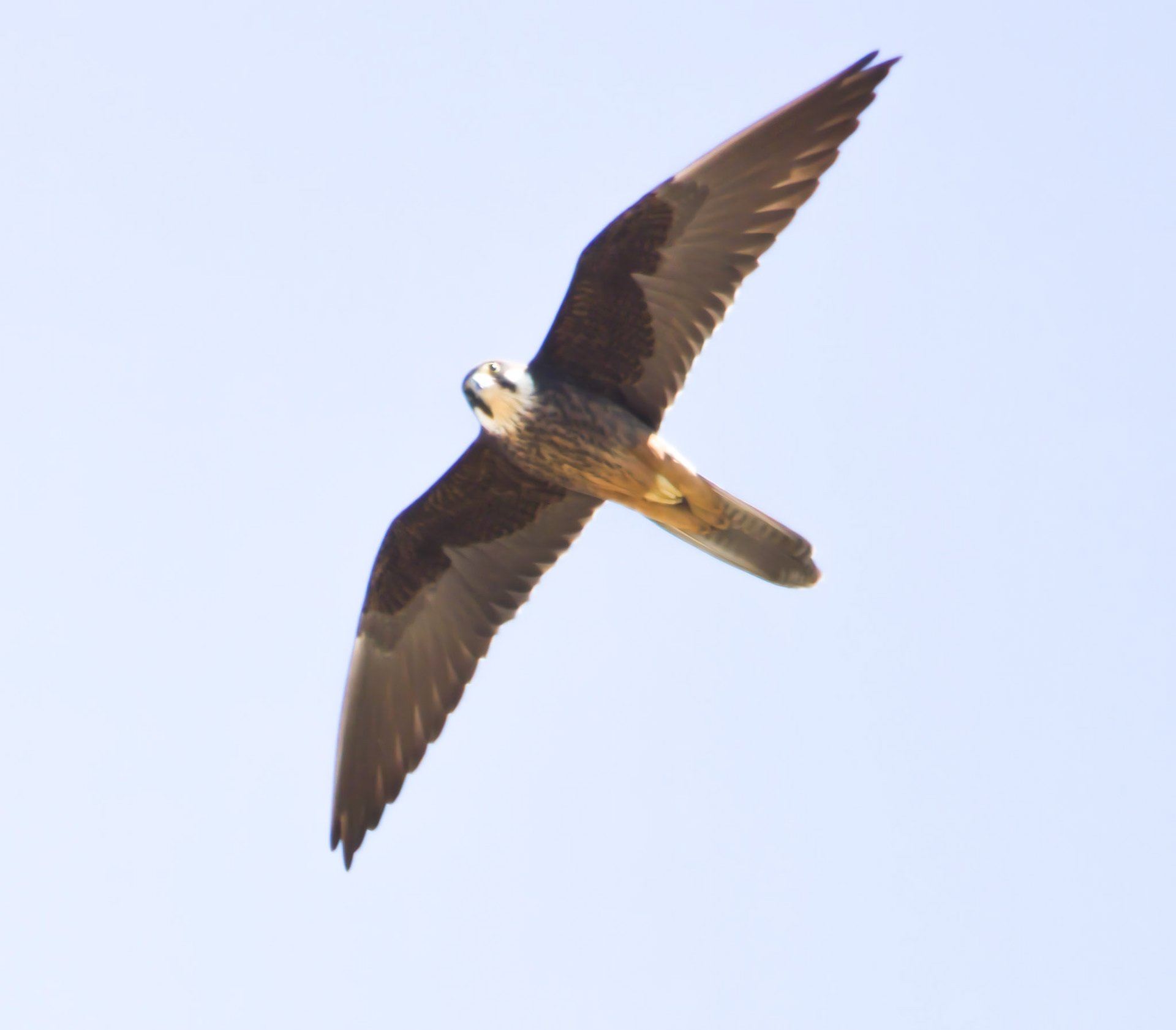 Eleonora's Falcon